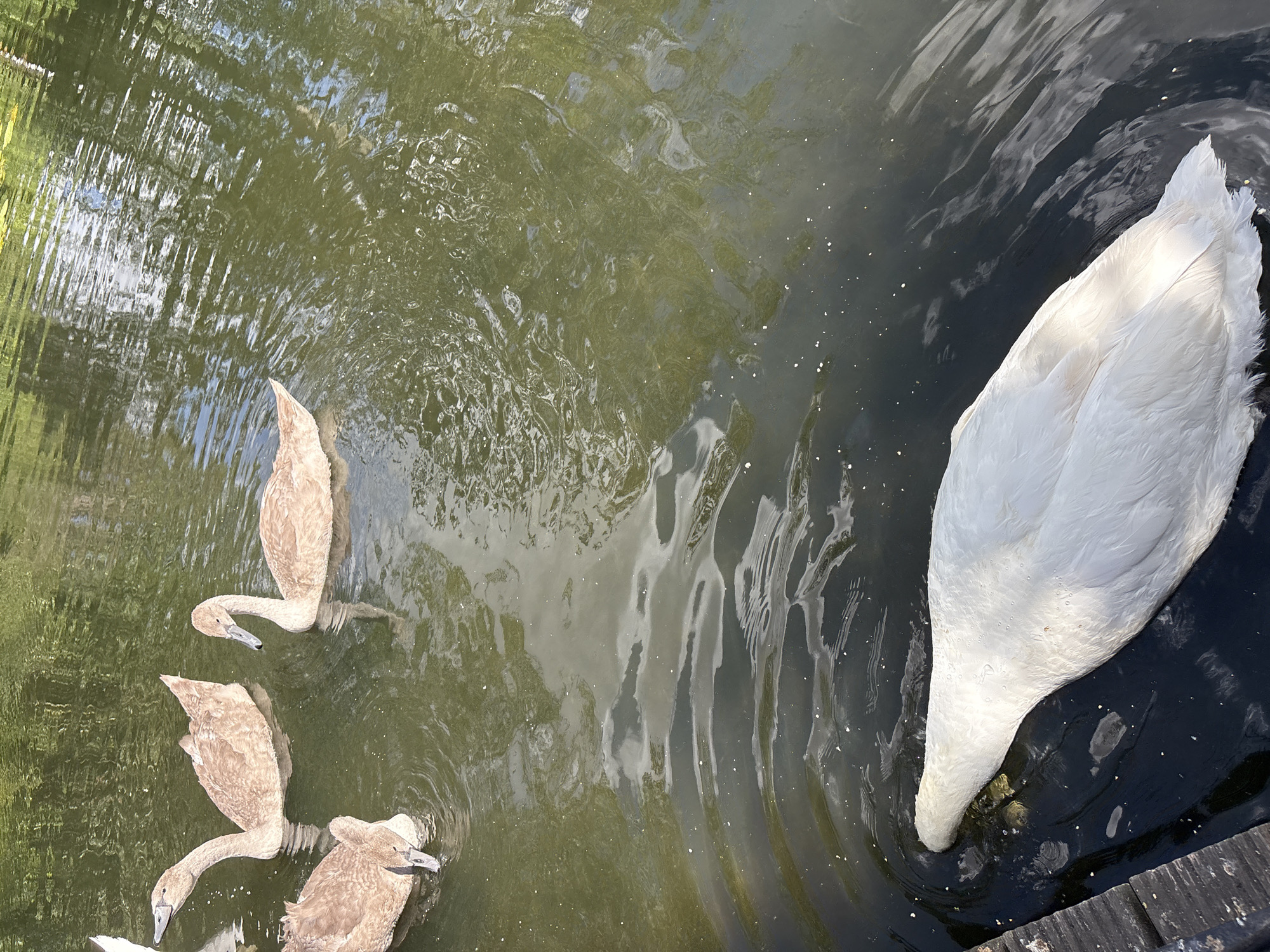 The image shows a body of water, likely a pond or river, with several young swans, known as cygnets, swimming. The cygnets are a light brown or sandy color. One of the cygnets is dipping its head into the water. In the foreground, a white adult swan is partially visible, with its head submerged in the water, also appearing to be feeding. The water is murky and reflects the surrounding greenery and sky. There is a wooden structure, possibly a dock or pier, visible on the left side of the image. The scene is illuminated by natural daylight, creating ripples and reflections on the water's surface. The overall impression is a natural setting with waterfowl. The location is identified as a park in Chelmsford, United Kingdom, possibly Hylands Park given the common presence of swans and ponds there.