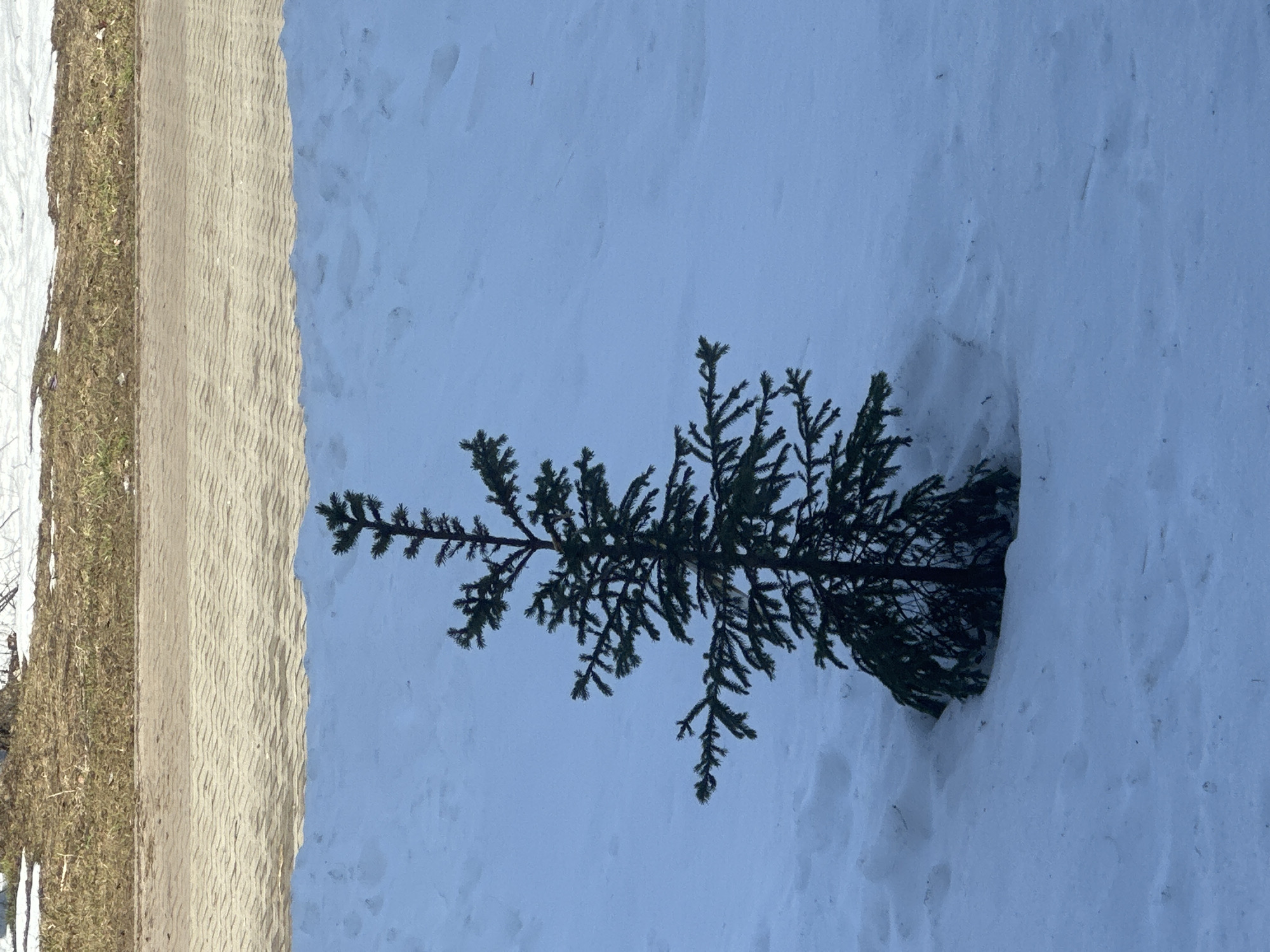 A small evergreen tree stands in a snow-covered area. Adjacent to the snow is a patch of dry grass and a concrete barrier. The location is likely a park or roadside area, and it is probably in Chaikovsky, Russia.