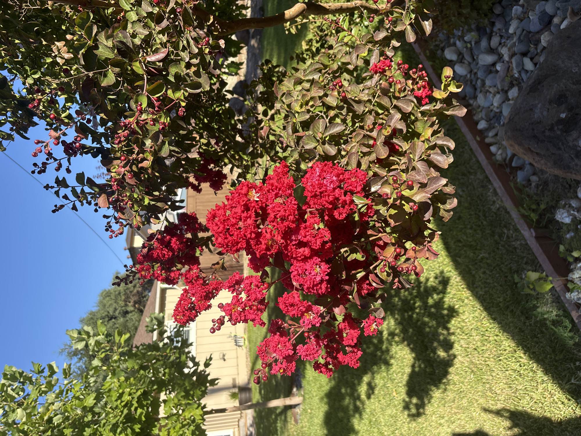 The image captures a close-up view of a flowering crape myrtle tree with bright red blossoms, set against a backdrop of a suburban backyard in Fair Oaks, California. The tree's branches, laden with both flowers and small, round red fruits, are prominent. In the background, a light-colored house with a brown roof is visible, along with mature green trees and a well-maintained lawn. The sky is a clear, vibrant blue, indicating a sunny day. The scene is illuminated by natural sunlight, casting shadows on the grass. A border of river rocks and a large stone are visible in the foreground, framing the base of the tree.