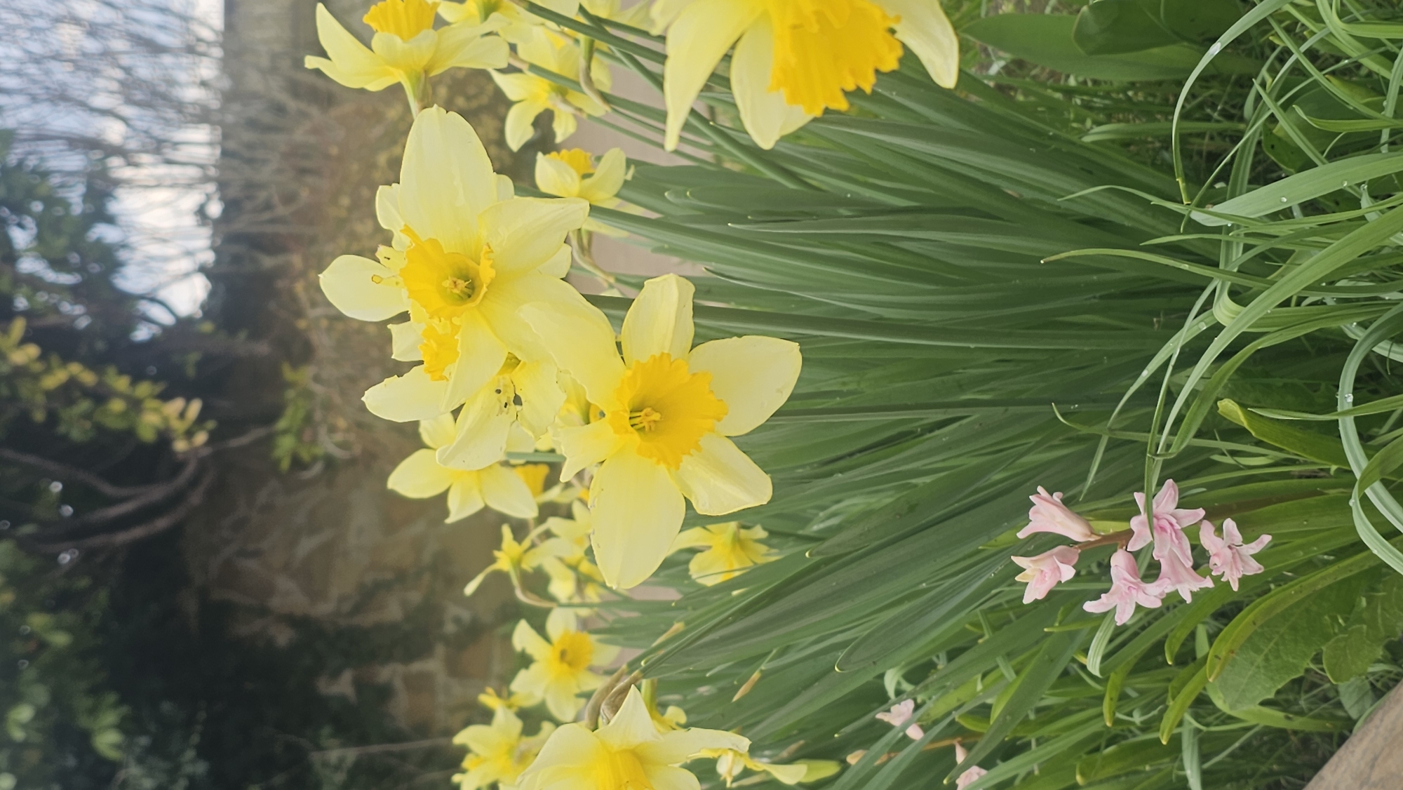 The image shows a cluster of yellow daffodils and pink hyacinths blooming in a garden. The background includes a brick wall covered in vegetation, possibly a garden or yard setting. It is unknown if the location is in the city of Rogachevo, Bulgaria.