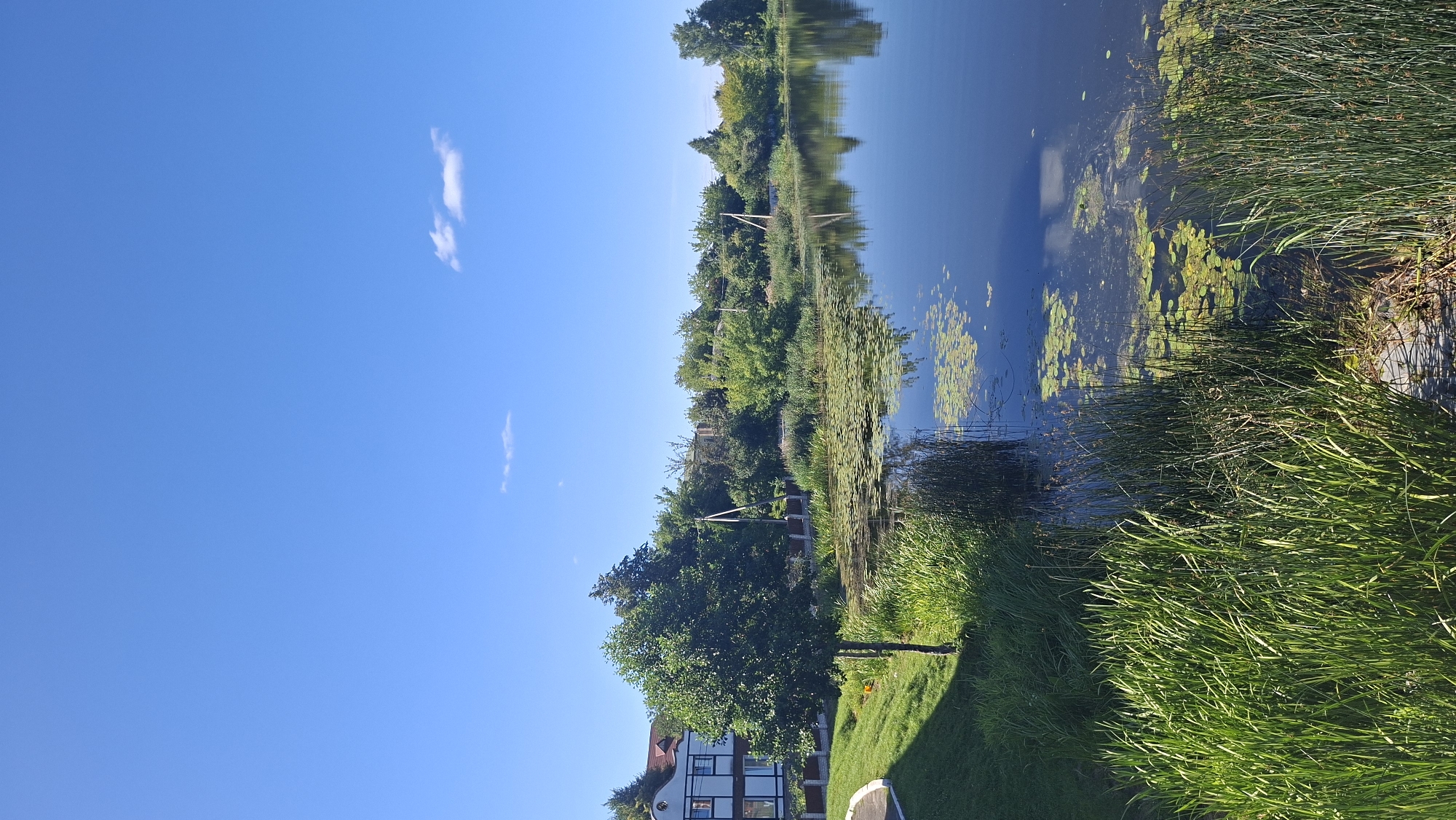 The image depicts a serene waterscape on a clear, sunny day in Pastavy, Belarus. The foreground is dominated by lush, green reeds and tall grasses lining the edge of a dark, reflective body of water. Scattered across the water's surface are numerous lily pads, some bearing yellow blossoms. The middle ground reveals a small, lone tree with vibrant green foliage, situated on a gently sloping grassy embankment. Beyond the tree, a white building with dark trim and red-tiled roofing is visible, partially obscured by dense green trees that form a treeline along the far bank of the water. The sky is a brilliant, cloudless blue, with only a few wispy white clouds visible in the upper portion of the frame. The overall scene conveys a peaceful, natural environment within or on the outskirts of the city.