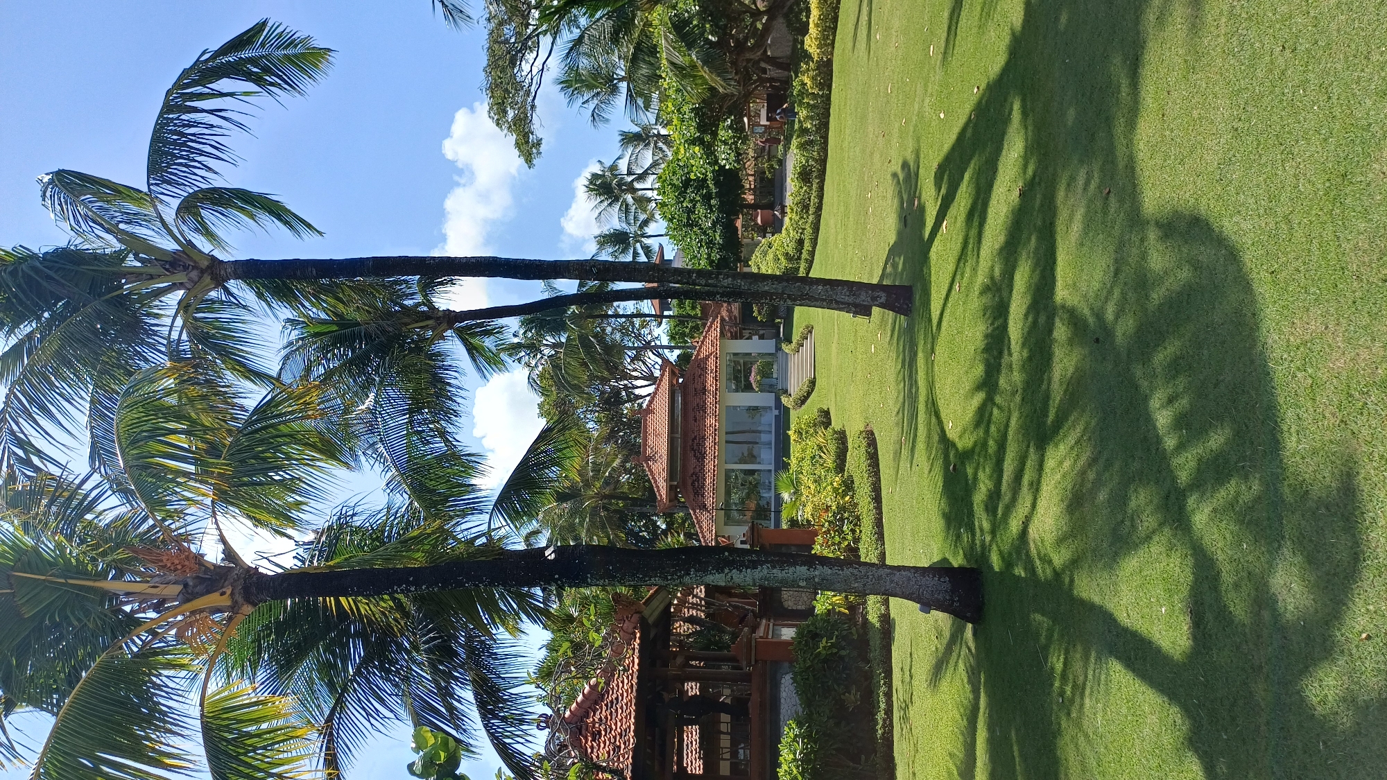 The image shows a tropical scene in Kuta Selatan, Indonesia. Two tall coconut palm trees dominate the left side of the frame, with their fronds reaching towards a blue sky dotted with white clouds. Behind the trees are two structures with reddish-brown tiled roofs, possibly part of a resort or villas. A well-manicured green lawn stretches across the right side of the image, casting long shadows of the palm trees. Other vegetation, including trees and shrubs, are visible in the background, contributing to a lush, tropical environment.