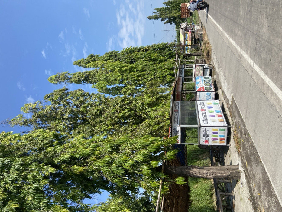 The scene is a street lined with a row of tall, thin trees, the majority of which are green. On the right side of the street, there are five small, enclosed food stalls, two of which are visible in the image. The food stalls are facing the street and are likely selling snacks or beverages. A small, dark-colored motorcycle is parked on the right side of the road near the end of the food stalls. There are no people visible in the scene. The road is empty, and there are white lines painted on the asphalt surface. The scene is located on the road side in Kecamatan Tulangan, Indonesia, at latitude -7.477, longitude 112.639. The sky is blue with white clouds and is visible above the tree line.