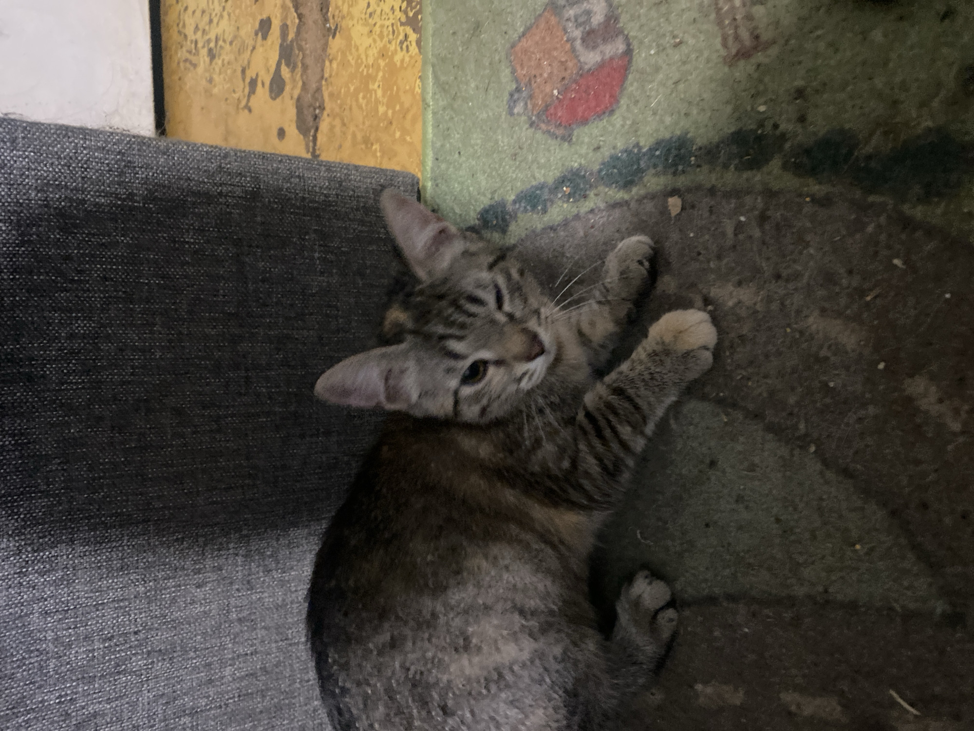 A tabby kitten lies on a patterned mat and a dark textured surface, likely a floor or rug, next to a dark gray upholstered object. The kitten is lying on its side with its front paws extended. One of its eyes is closed, giving the appearance of winking. The background shows a yellow-toned surface with an abstract pattern. The scene appears to be indoors, potentially in an urban setting. No specific location in the city of Samara, Russia, can be determined from the provided image.