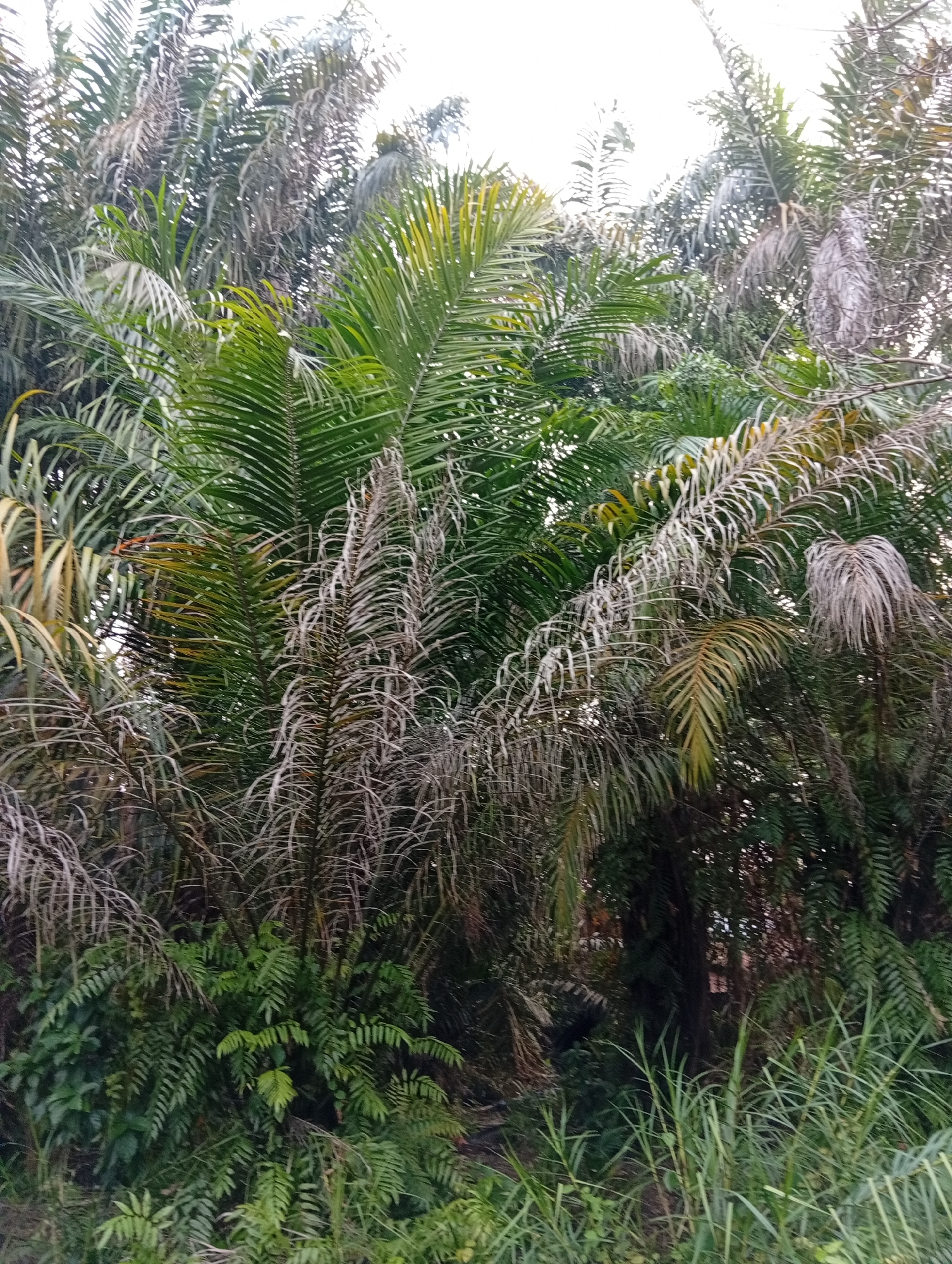 This is a full, eye-level shot of a dense, overgrown area of palm trees and various undergrowth. The palm fronds are a mix of vibrant green and desiccated brown, with some fronds appearing withered and almost skeletal. The undergrowth consists of ferns and tall grass, creating a tangled, wild appearance. The overall impression is one of lush but unmanaged vegetation, typical of the outskirts or less maintained areas within Pekanbaru, Indonesia. The lighting suggests it is either early morning or late afternoon, with soft, diffused light filtering through the canopy. No people or animals are visible in the image.