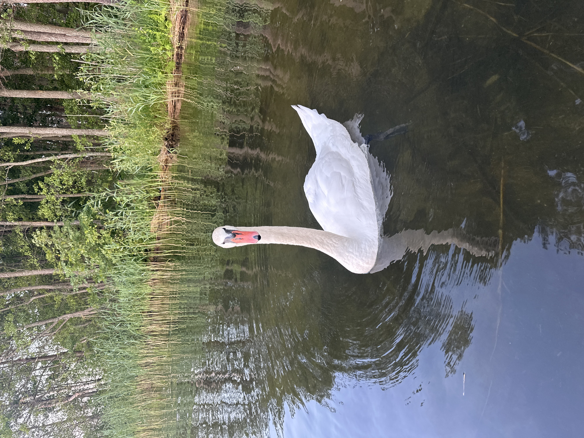 A white swan is swimming in dark water near a reedy shore with trees in the background. The swan is facing forward, its long neck curved. The water is still, with reflections of the trees and sky visible. The scene appears to be in a natural environment, possibly a lake or river, in the Слабодкаўскі сельскі Савет region of Belarus. There are no people or other animals visible in the image.