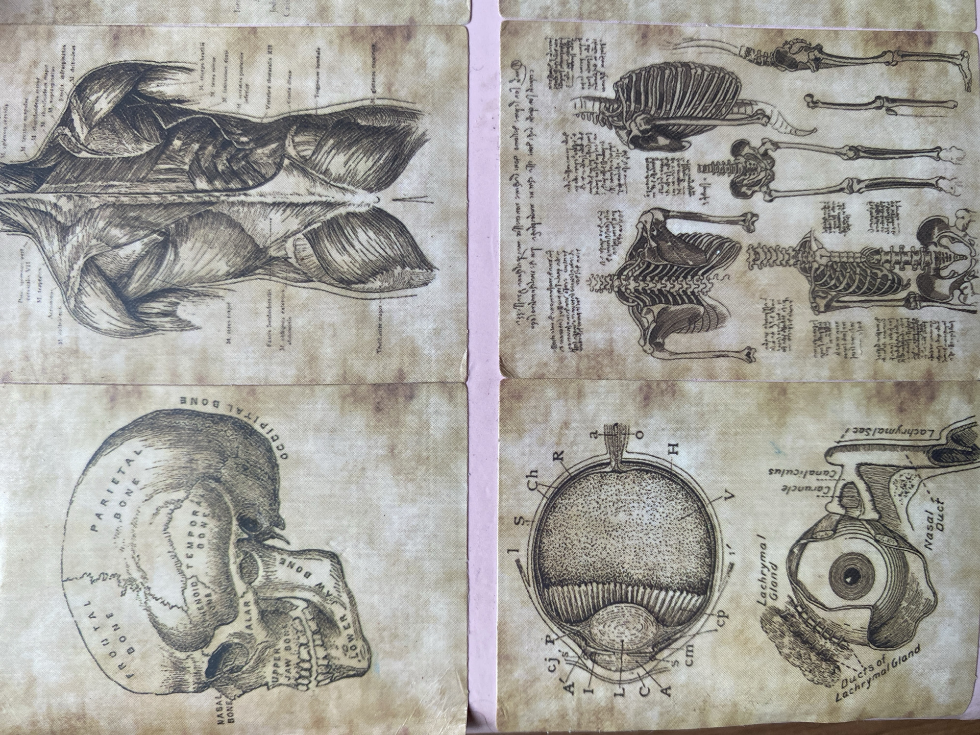 The image shows a set of four adjacent images depicting anatomical drawings, seemingly on aged paper. The top left image displays a detailed illustration of human muscles. The top right image features several skeletal representations accompanied by handwritten text. The bottom left image presents a lateral view of a human skull with labeled bones. The bottom right image illustrates cross-sections of the human eye and associated structures like the lacrimal gland and nasal duct. The paper has a yellowed, textured background suggesting age or a deliberate antique effect. A vertical pink line separates the two sets of images. No people or a specific location in Baan Kai, Thailand are depicted or implied.