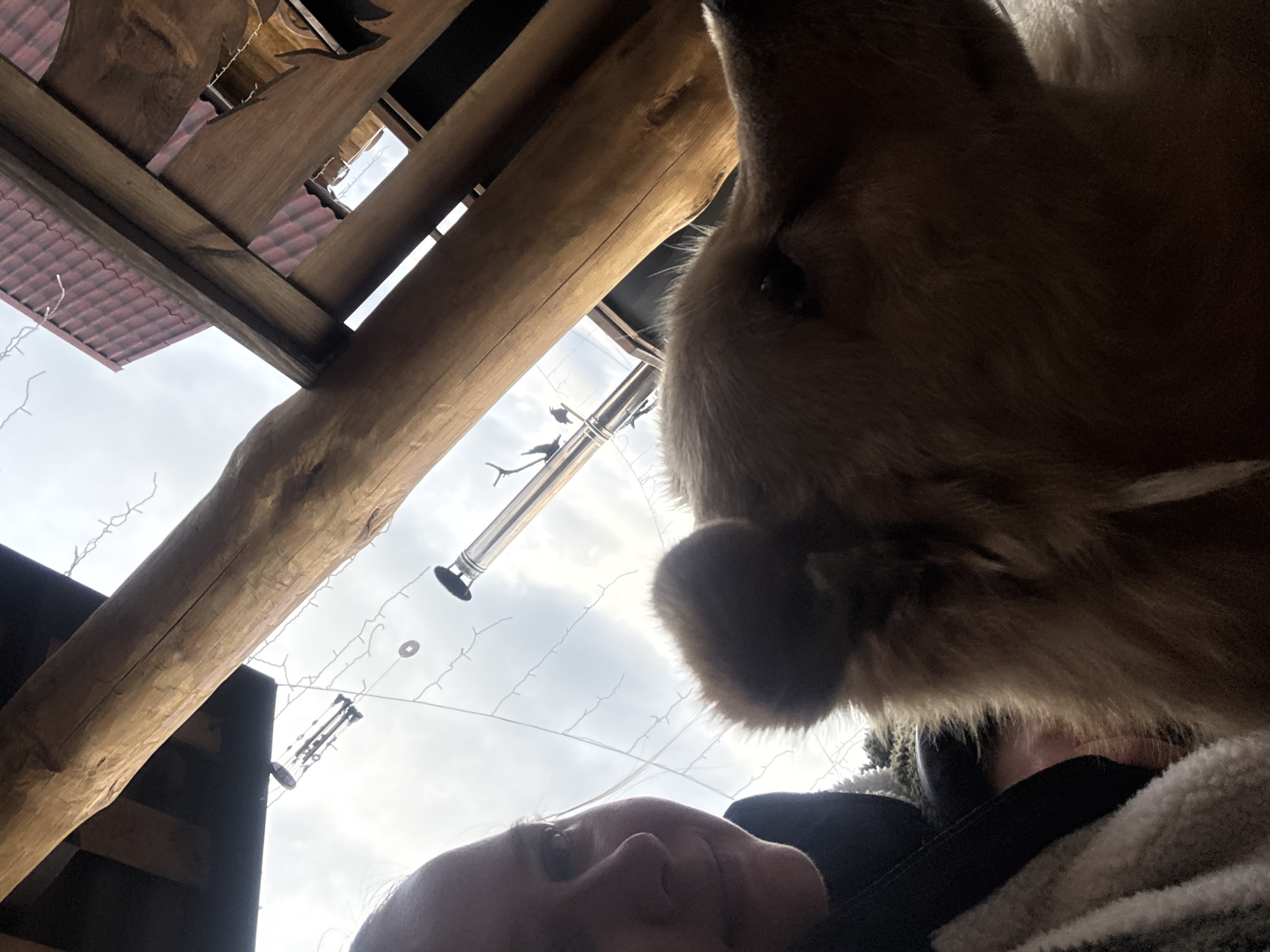 A low-angle shot looking up at a person, a dog, and a wooden structure, possibly a gazebo or porch, with a cloudy sky visible through the gaps. The person's face is partially visible in the lower part of the frame, appearing to look up at the dog. A golden retriever-type dog is in the upper-right, its head and ear prominent in the foreground. The wooden structure consists of logs and planks, with a visible roof covered in red tiles. Strings of lights hang from the structure. The photo was taken in Tyulyuk, Russia.