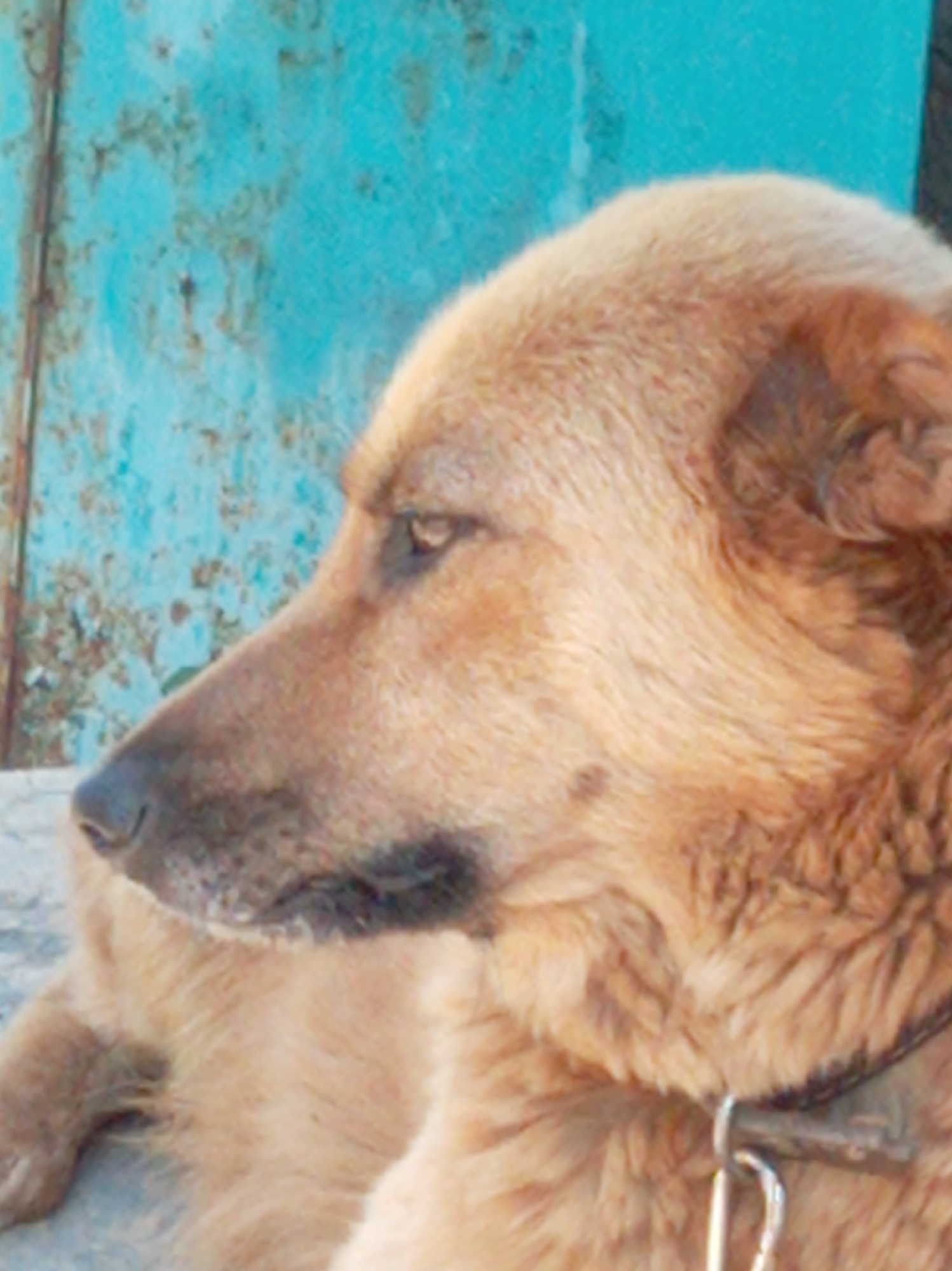 A medium shot shows a light brown dog, possibly a German Shepherd mix, lying down on a concrete surface. The dog is facing left in profile, with its head slightly lowered. It wears a silver metal collar with a clip. The background is a weathered, turquoise metal surface, possibly a corrugated metal fence or wall, with visible rust and discoloration. The lighting suggests an outdoor setting, possibly during the day. The image is cropped tightly on the dog and its immediate surroundings, providing no specific geographical indicators beyond the implied urban or semi-urban setting. No people are present in the frame.
