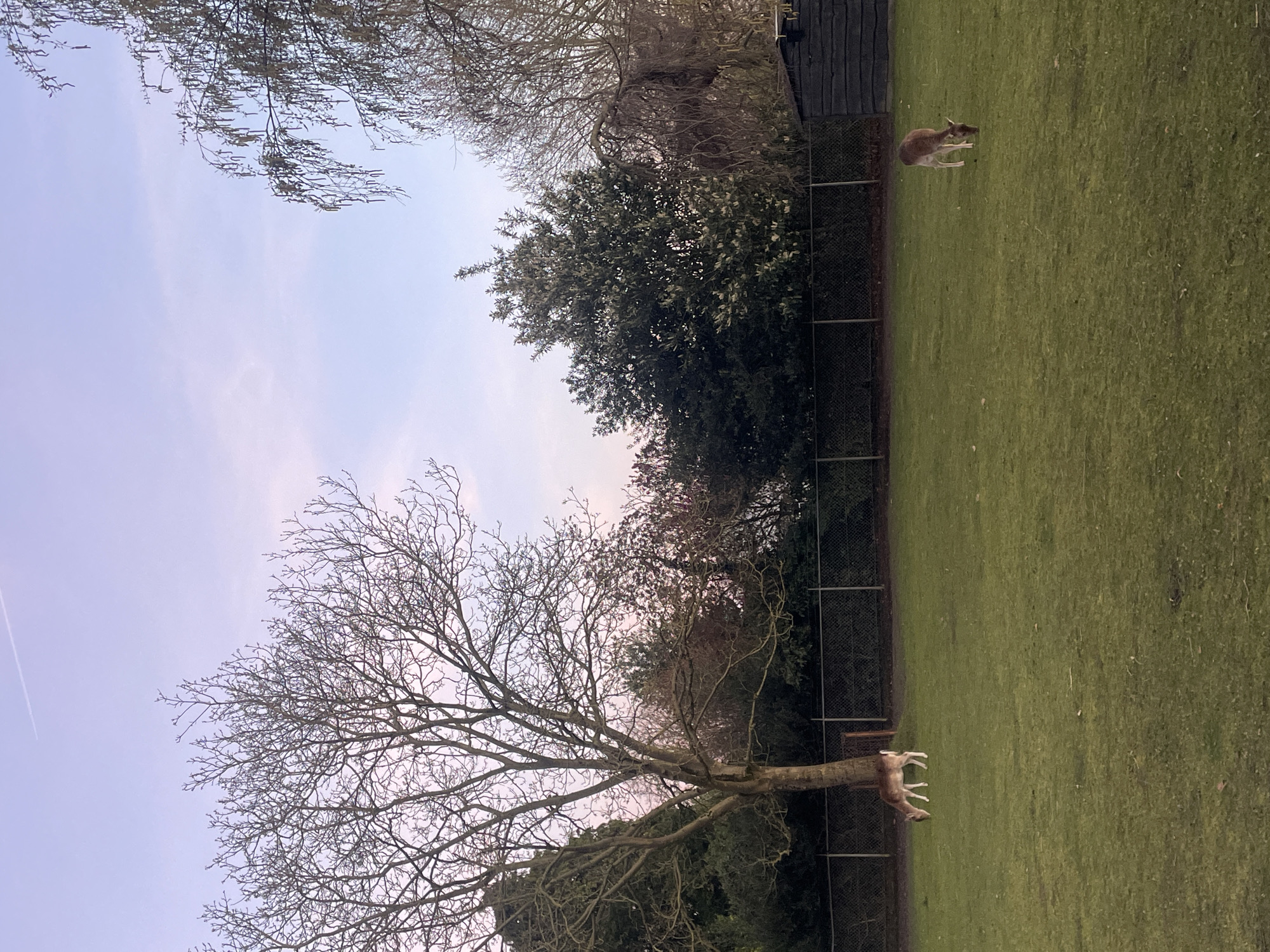 The image depicts a park or large yard in Volkel, Netherlands. The sky is pale blue. Two deer are present on a large, green, grassy field. A fence runs horizontally across the scene, separating the field from a wooded area in the background. A bare tree with many branches is in the lower left, and a large green tree and shed are in the upper right.