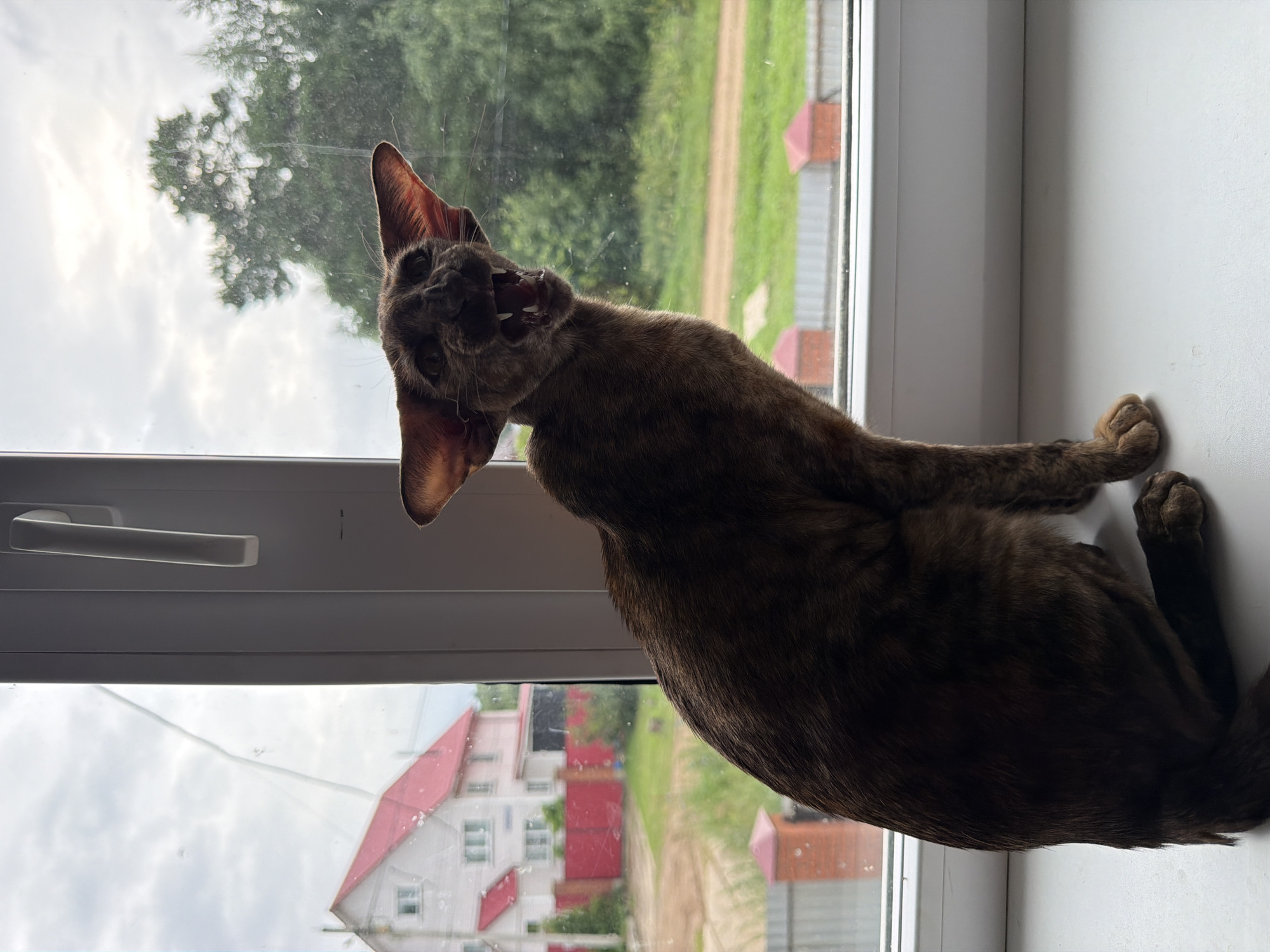The media file shows an Oriental Shorthair cat with a tabby pattern sitting on a windowsill, looking outwards. The cat has large ears and its mouth is open, as if it is meowing or yawning. The cat is dark brown with lighter brown stripes. It is leaning forward, with its right paw resting on the windowsill.
The window looks out onto a rural scene with green trees and fields. There are some houses with red roofs visible in the distance, as well as a dirt road. The sky is cloudy and appears to be overcast, suggesting it is daytime. The scene is likely set in Chaikovsky, Russia, as indicated by the location context. The overall mood is casual and domestic, capturing a moment of the cat's interaction with its environment. There is no visible text in the image.