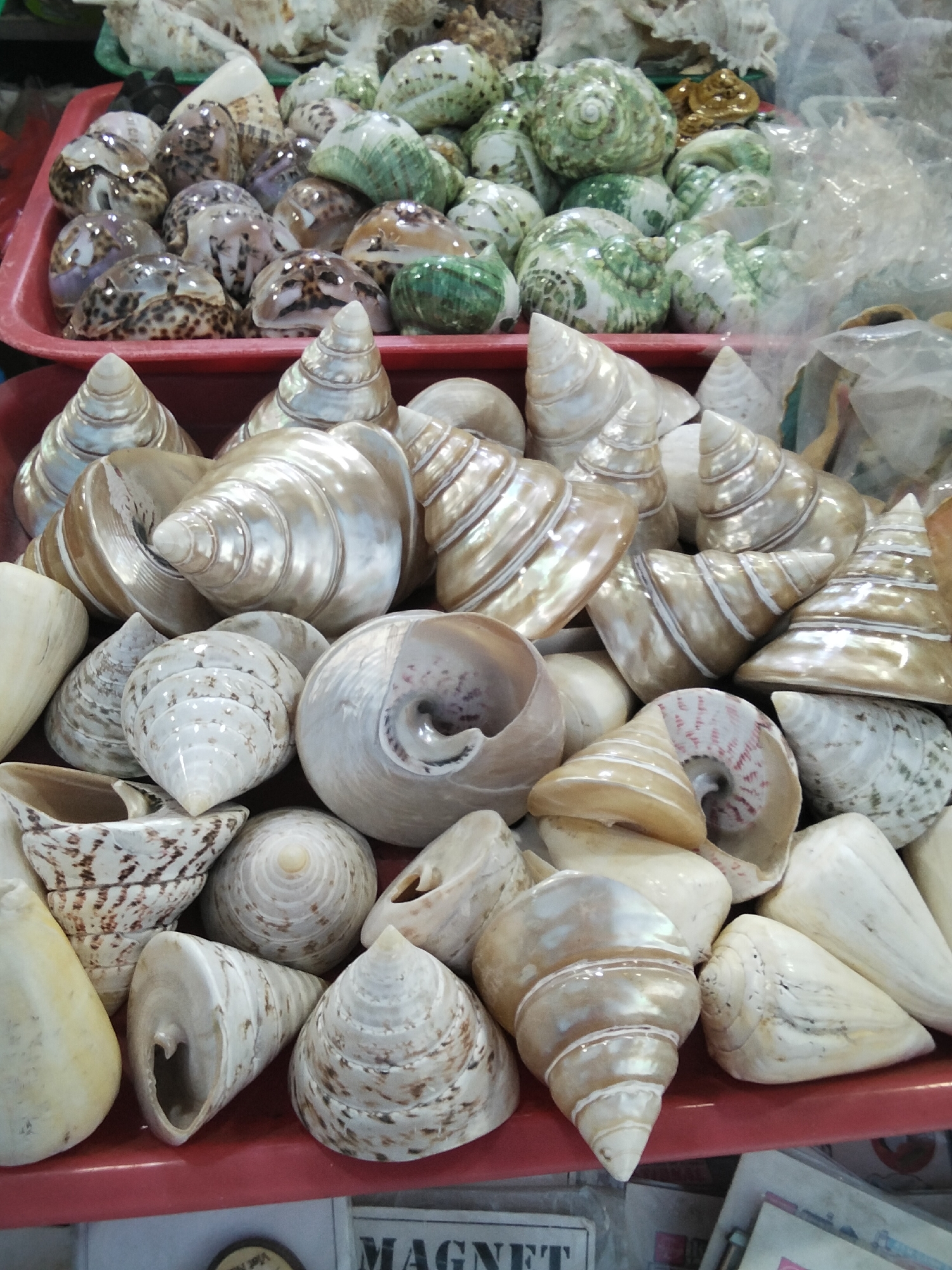 A close-up, eye-level shot displays a large collection of assorted seashells, primarily of the spiral and conical varieties. The shells exhibit a range of colors including white, cream, beige, and iridescent pearly tones, with some featuring brown or reddish markings and patterns. The shells are piled together on a red surface, suggesting a market stall or display. In the background, blurred elements hint at other items, possibly more seashells or merchandise, some contained within plastic packaging. There are no people visible in the frame, and no discernible action is taking place. The scene appears to be an indoor setting, possibly a shop in Phu Thuy Ward, Vietnam, given the provided context.