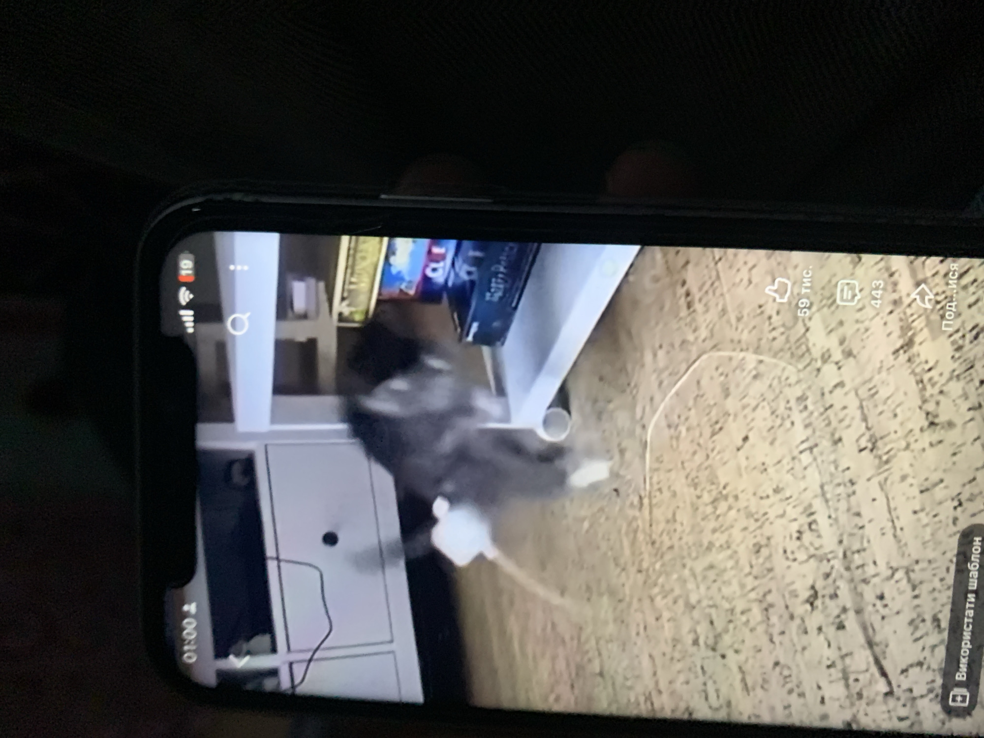 The image shows a smartphone screen displaying a video of a cat on a floor with wooden planks. The cat is mostly black and white and appears to be in motion, possibly playing. In the background, there is a white shelf unit with several items on it, including what appear to be board games or boxes. The phone's interface is visible at the top, showing the time "01:00" and signal strength icons. There are also social media engagement icons at the bottom right, showing a "like" count of "59 тыс." (59 thousand) and a comment count of "443". The bottom left of the screen has a button with text in Cyrillic. The overall image quality is low, suggesting it was taken from another device. There is no visible indication of the city of Zhmerynka, Ukraine.