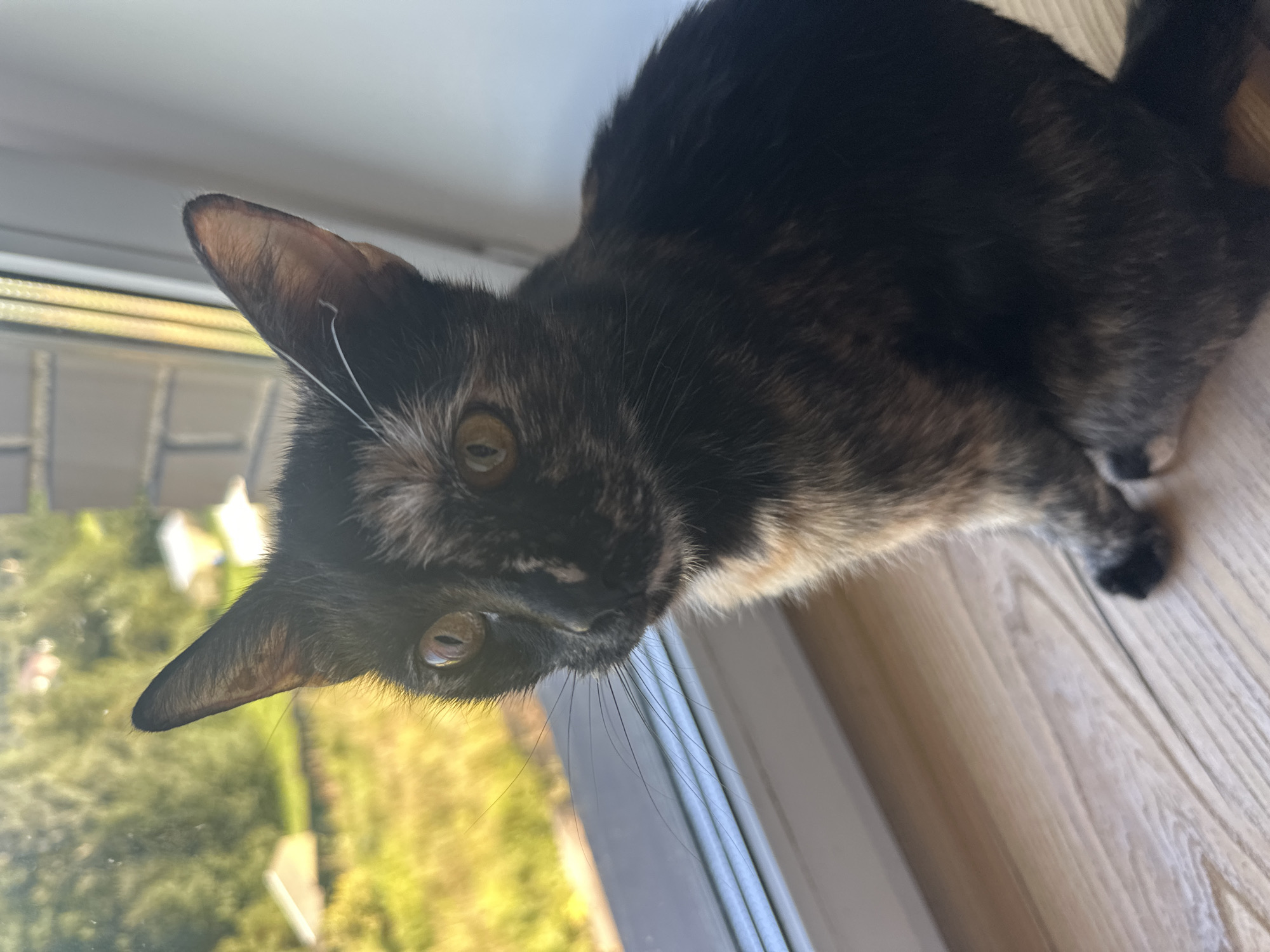 In Severnaya Samarka, Russia, a tortoiseshell cat sits on a wooden windowsill, looking out of a window. The cat's fur is a mix of black, brown, and orange. Its eyes are wide and amber-colored. Outside the window, a green, grassy field can be seen with a few white buildings in the distance. The sun is shining, casting a warm glow on the scene. The windowsill is made of light-colored wood with visible grain. The window frame is white. The overall impression is one of domestic tranquility.