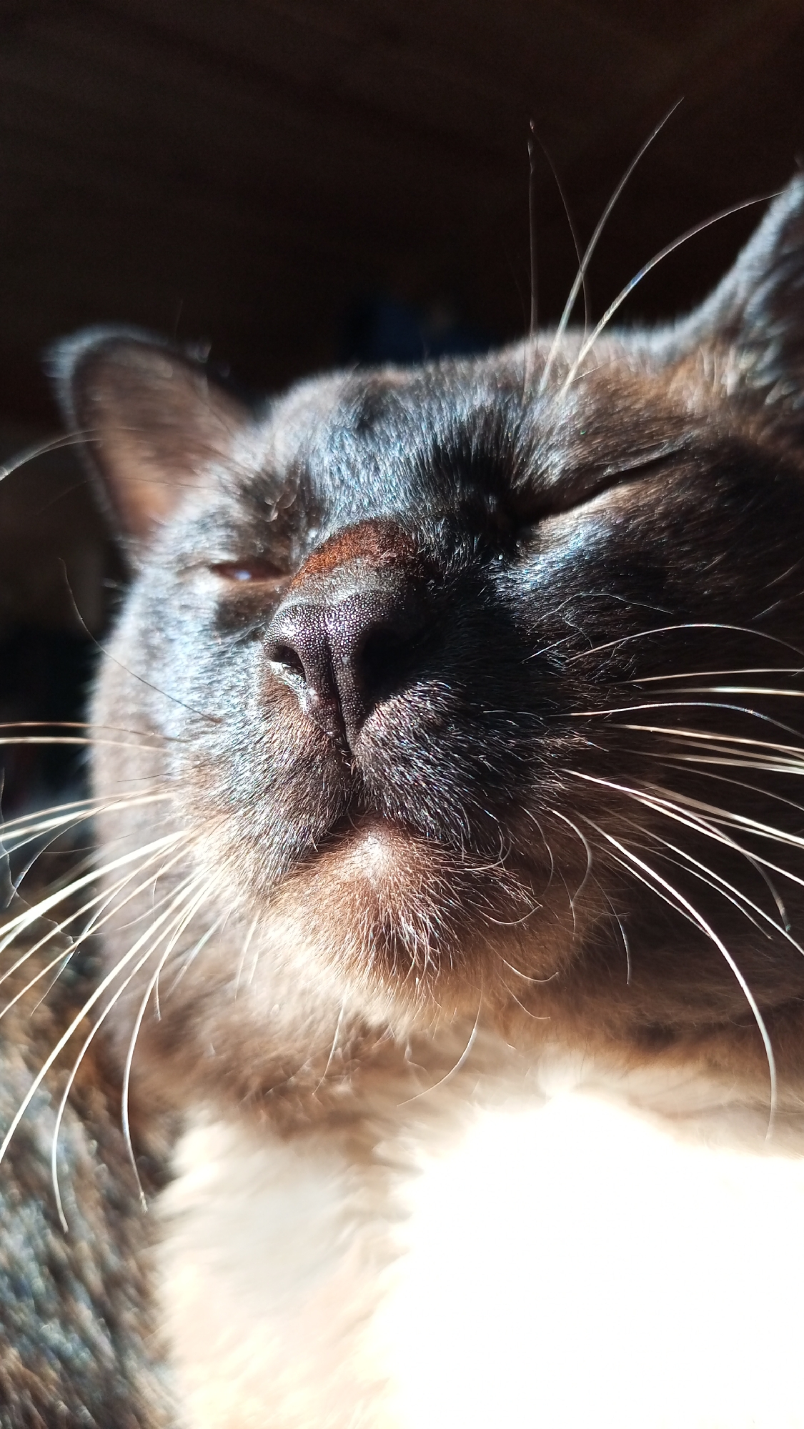 A close-up captures a brown cat with a dark brown nose and white whiskers, likely napping in sunlight. Location is unknown.
