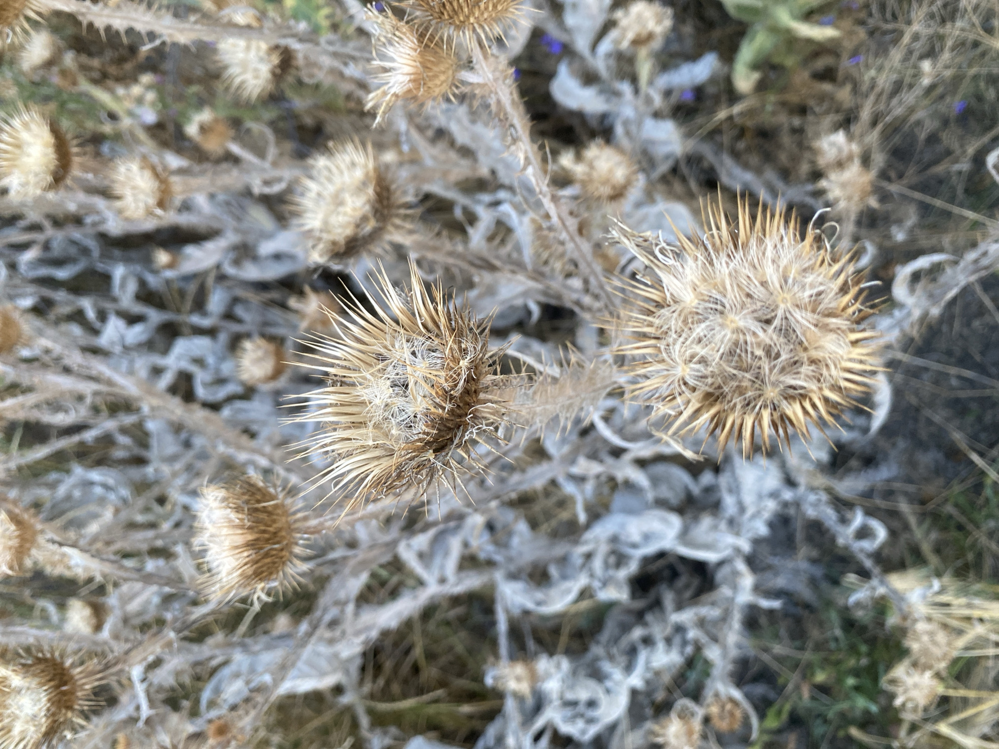 The image is a close-up, top-down shot of dried thistle seed heads in a field. The thistles are a light brown and tan color, with sharp, spiky exteriors and fluffy interiors. The background is a blur of muted greens and browns, suggesting a dry, outdoor environment. There are no people or animals visible in the image. The scene depicts a natural setting, likely a meadow or field, in the city of Hoholeve, Ukraine.