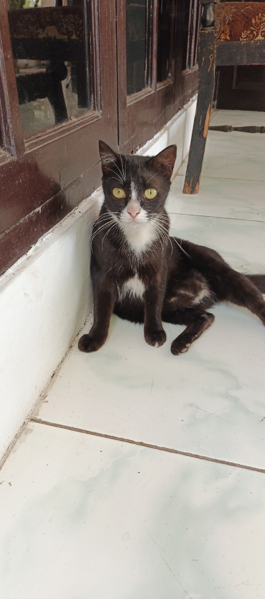 In a courtyard setting in Moyudan, Indonesia, a black and white cat with yellow eyes sits on a tiled floor beside a wooden structure. The cat is facing the camera, with its front paws tucked beneath it and its tail extended to the right. The tiled floor is light-colored with some water stains and dirt. The wooden structure appears to be part of a building's facade, with a dark brown frame and reflective glass windows. To the right of the cat, a portion of an antique wooden chair with a patterned fabric seat is visible. The overall scene suggests an outdoor or semi-outdoor living space.