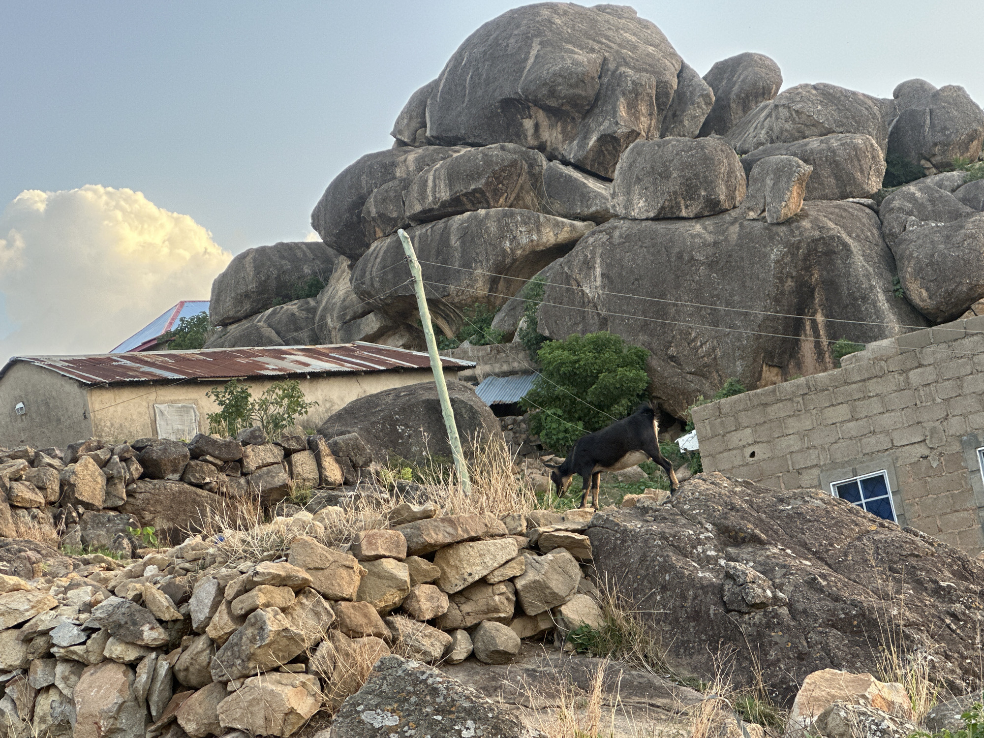 The image depicts a landscape in Jos, Nigeria, characterized by large, rounded granite boulders stacked upon each other. In the foreground, there's a stone wall built from smaller rocks. A black and tan goat stands on one of the larger rocks, facing left and grazing. Behind the stone wall, there is a single-story structure with a rusted corrugated metal roof. A utility pole stands near the structure. To the right, a brick building is partially visible with a blue-tinted window. The background is dominated by the cluster of large gray boulders. A fluffy white cloud is present in the upper left corner of the image. The sky is overcast. Dried vegetation is visible in the foreground and around the stone structures.