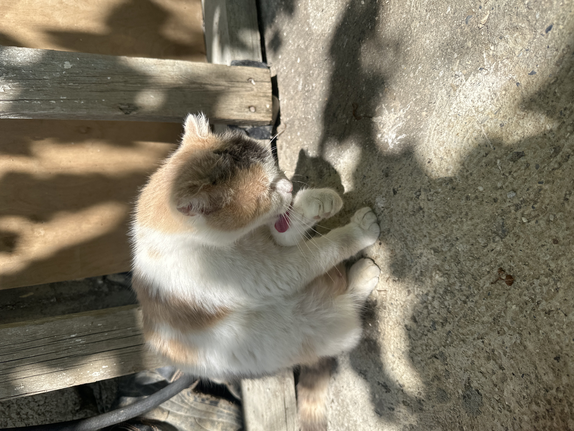 A calico kitten is grooming itself on a concrete surface in Subutli-Miatli, Russia. The kitten is primarily white with patches of tan and darker brown fur. It is facing towards the right side of the frame, with its head bent down, and it is licking its front paw, which is raised. The kitten has pink paw pads visible.
The background consists of wooden planks, suggesting an outdoor or possibly a shed-like structure. Sunlight is casting distinct shadows from the wooden elements onto the ground and the kitten. The ground is a rough, textured concrete surface with some small debris visible. There is also a shadow of the kitten cast on the concrete. A dark, curved object, possibly a hose or cable, is visible to the left of the kitten. The overall environment appears to be a sunny, outdoor area.