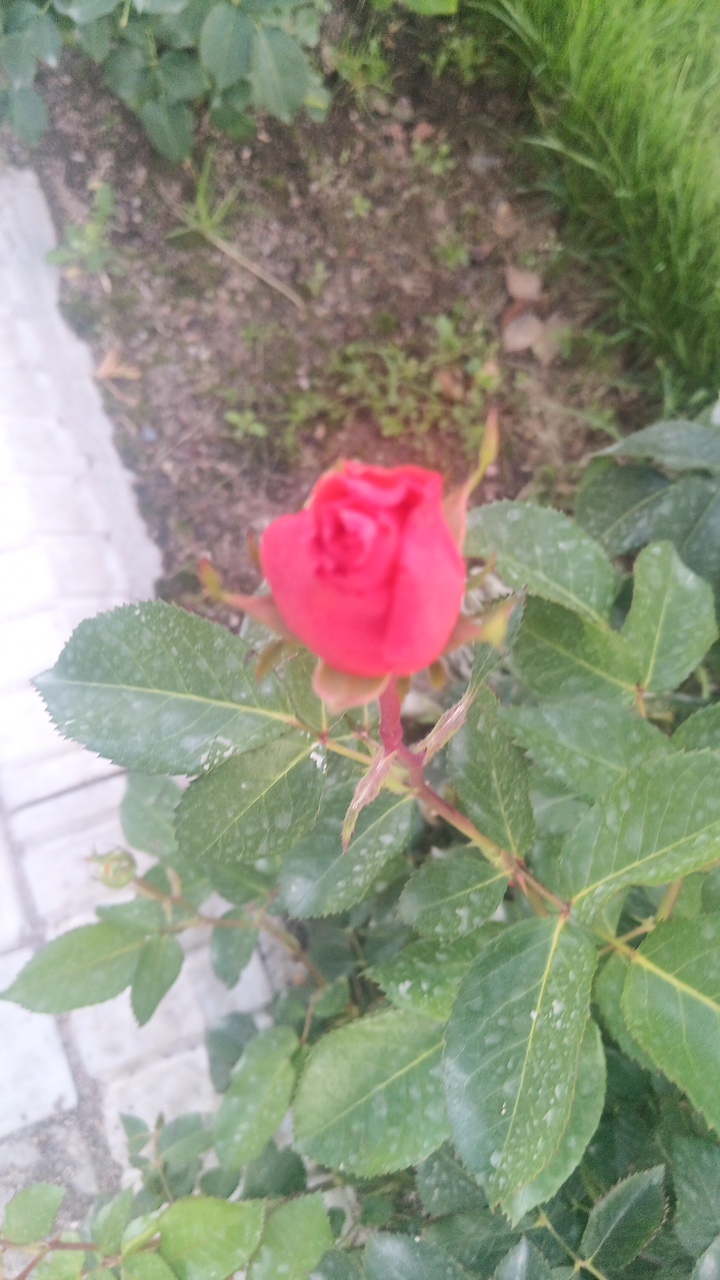 A close-up, vertical, slightly out-of-focus shot shows a partially bloomed red rose. The rose is centered in the frame with its petals tightly furled, indicating it is a bud or very young bloom. It is surrounded by deep green leaves, some of which have white speckles. The background is a blur of earthy tones, suggesting soil and sparse vegetation, with a hint of bright green grass on the right. To the left, a textured surface, possibly a paved walkway or border, is visible. The lighting appears to be natural daylight. The scene is likely a garden or park in the city of Choktal, Kyrgyzstan. There are no people or animals present.