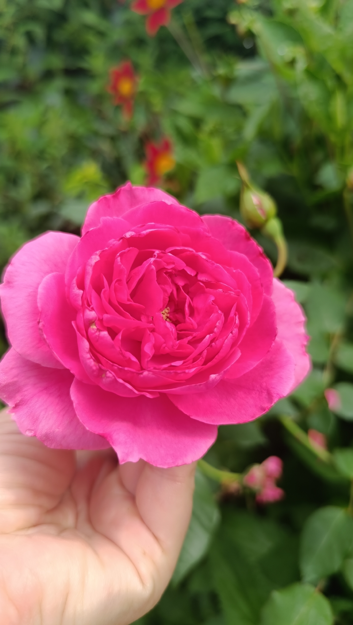 In an outdoor garden setting, a close-up shot features a vibrant pink rose held gently in a person's hand. The rose is in full bloom, with numerous densely packed petals forming a rich, layered center. The hand is positioned in the lower left of the frame, its skin tone light with visible lines and texture. The background consists of blurred green foliage and a few out-of-focus red flowers with yellow centers, suggesting a garden environment. There are also some small green rosebuds visible in the background. The image does not provide any information or context related to the city of Karsha, Russia.