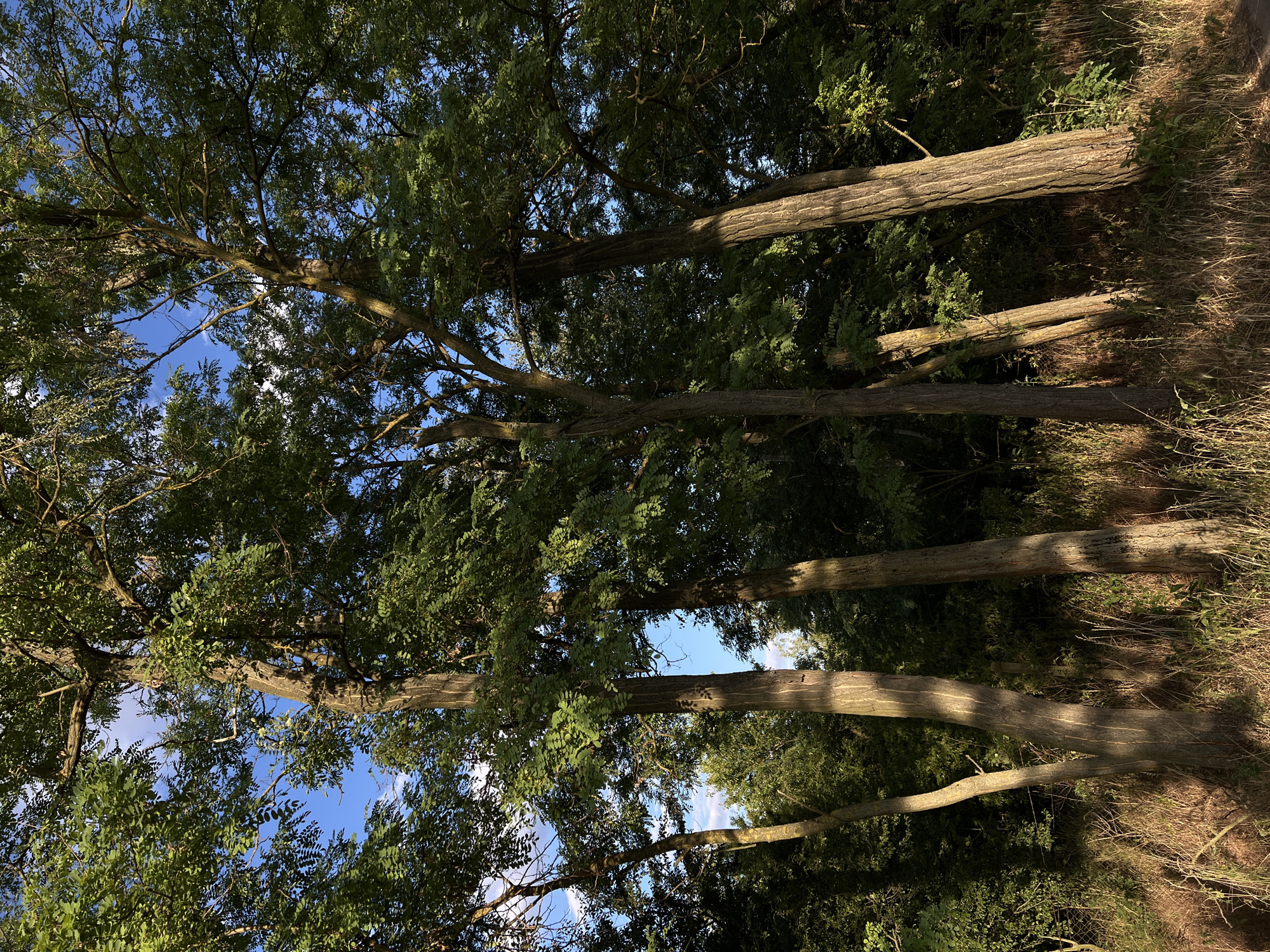 This is an eye-level, medium shot of a stand of several trees with rough bark and dense green foliage in Žatčany, Czechia. The trees are positioned in the foreground and mid-ground, with their trunks angled slightly towards the viewer. Sunlight dapples the trees, casting shadows and highlighting the textured bark. The background consists of more trees and a bright blue sky with scattered white clouds. The ground in the foreground is covered with dry grass and some green vegetation. A partial view of a chain-link fence is visible on the far left. The image appears to be taken during the daytime.