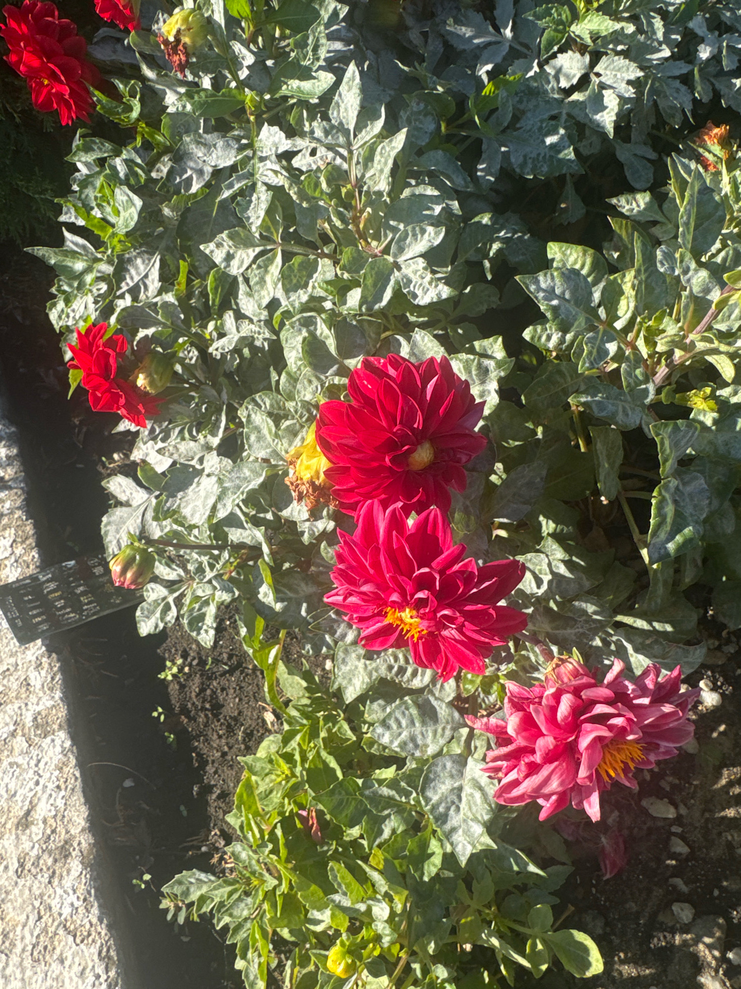 This is a close-up, overhead, vertical shot of a cluster of dahlia flowers in a garden bed. The flowers are vibrant red and pink, with yellow centers. They are in various stages of bloom, with some fully open and others still budding. The leaves of the dahlia plants are a deep green, with some lighter, almost dusty-looking foliage interspersed. The ground beneath the plants is dark soil, with a few small green shoots visible. To the left of the garden bed is a textured, light-colored surface, possibly a stone pathway or wall, with a shadow cast across it. A small label with text is partially visible in the lower left corner. The image appears to be taken in Anapa, Russia, based on the information provided.