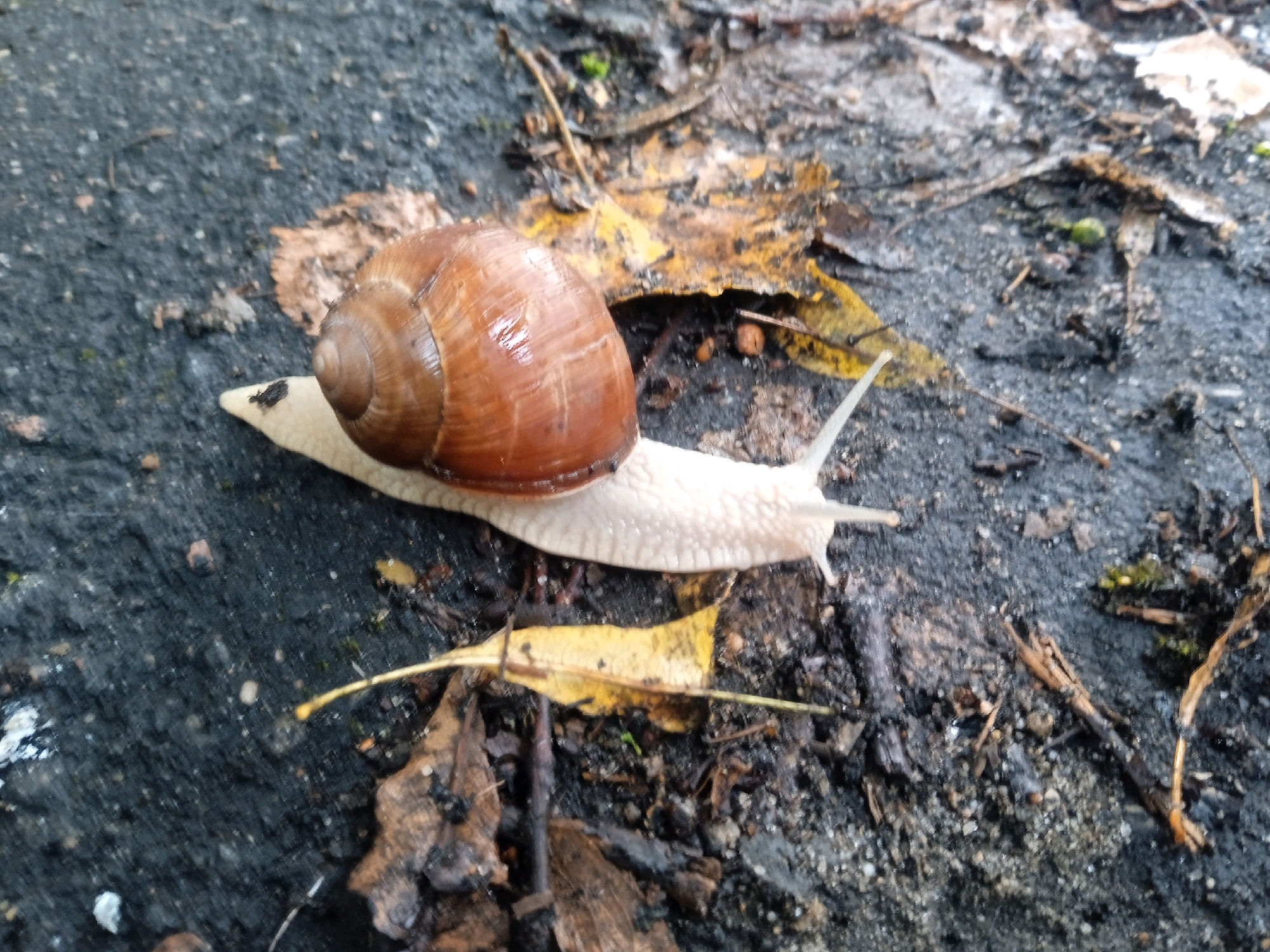 A snail with a light brown shell is crawling on a dark, wet, asphalt-like surface. The snail's body is a pale cream color. Scattered around the snail are fallen brown and yellow leaves, along with small twigs and debris, suggesting an outdoor environment, possibly in a park or natural area. The ground appears to be slightly damp, with some areas reflecting light. The scene is captured from a high-angle shot, focusing on the snail and its immediate surroundings. The location is identified as Lida, Belarus.