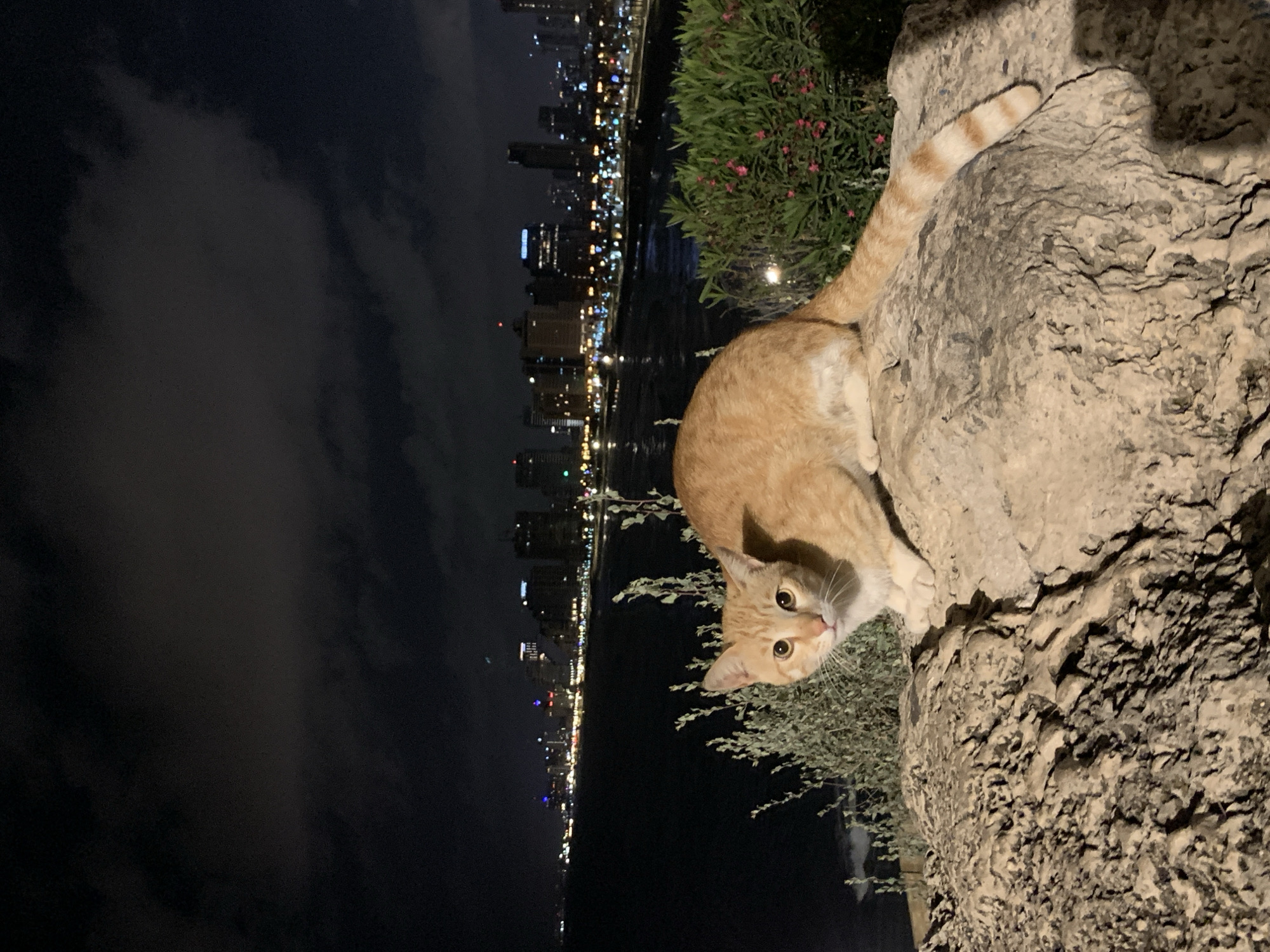 A tan tabby cat with orange and white striped tail perches on a large rock. The cat is looking down at the camera. In the background, across a body of water, is the city of Tel Aviv, Israel, illuminated at night. The sky is dark and cloudy. Some greenery is seen growing beside the rock.