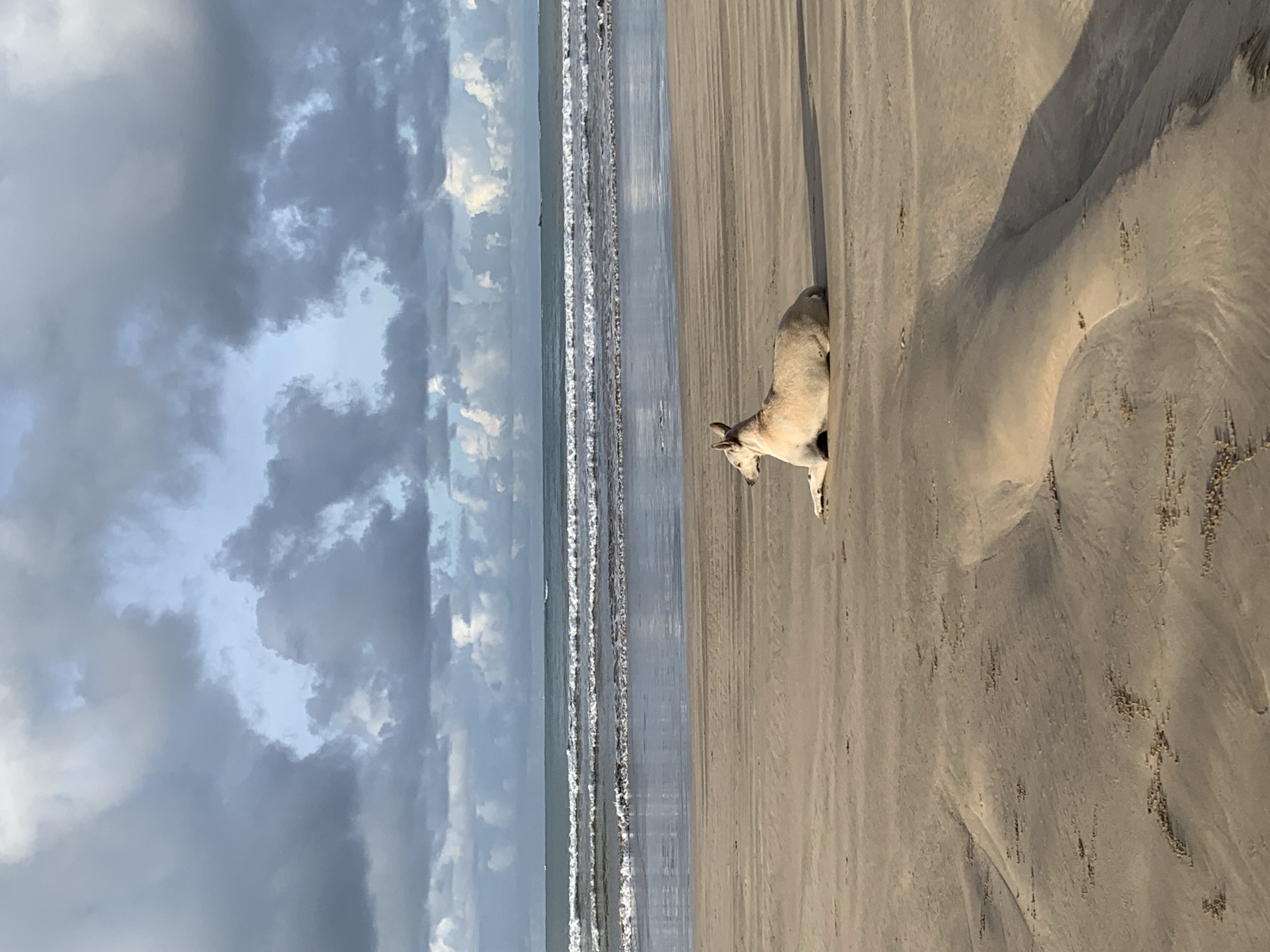 The image captures a tranquil beach scene in Weligama, Sri Lanka. The scene is depicted vertically, with the sandy beach occupying the right side of the frame and the ocean meeting a dramatic sky on the left.
A light-colored dog is prominently featured on the sandy shore. The medium-sized dog, with short, tan or light brown fur, is shown with its head lowered, possibly sniffing the sand or resting near the water's edge. Long, distinct shadows are cast across the rippled sand, indicating the soft, angled light of either early morning or late afternoon. The sand exhibits natural textures and patterns, hinting at the ebb and flow of tides.
To the left, the ocean displays gentle, white-capped waves breaking onto the shore, with the water appearing in shades of blue and grey. The sky above is a notable feature, filled with large, dark grey clouds that create a dramatic overhead presence, though patches of lighter blue sky are also visible. There is no visible text within the image.