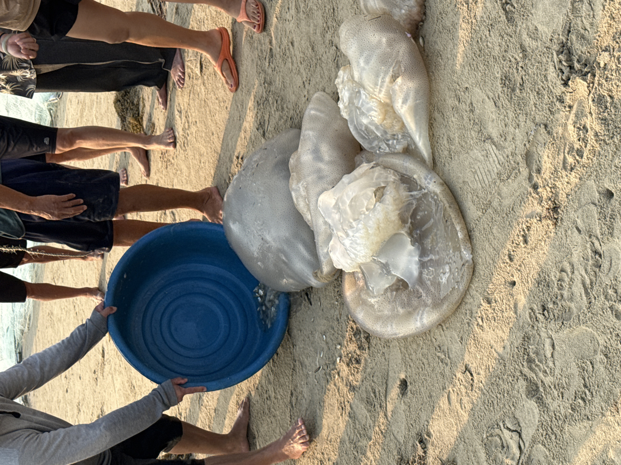 On a sandy beach in Đà Nẵng, Vietnam, multiple people stand near several large jellyfish. The jellyfish are clustered together on the sand. A blue plastic tub sits nearby, held by two people wearing casual clothing. The environment consists of a sandy beach. Some people are barefoot. One person is wearing orange flip-flops.
