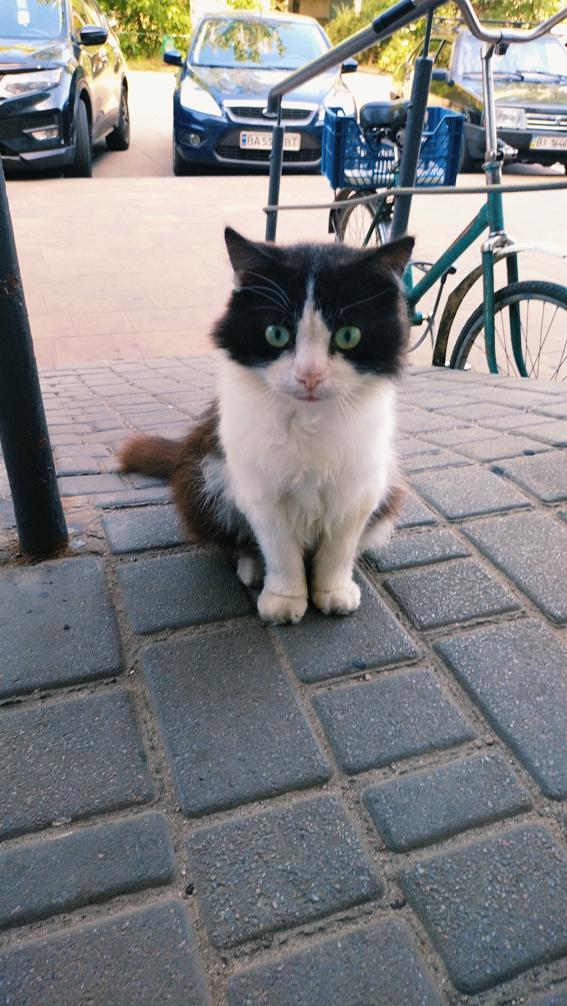 A medium shot shows a black and white cat sitting on a gray brick walkway in front of a bicycle. The cat has green eyes and a fluffy tail. The bicycle is green and has a blue basket attached to the handlebars. In the background, two cars are parked. The car on the left is black and appears to be a crossover SUV. The car on the right is blue and looks like a sedan. The scene is outdoors, likely in a residential or public area. The license plate on the blue car appears to read "BA 533 BT". The license plate on the car in the far background reads "BI 1646". The overall impression is a calm, everyday scene in the city of Horishni Plavni, Ukraine, during daylight.