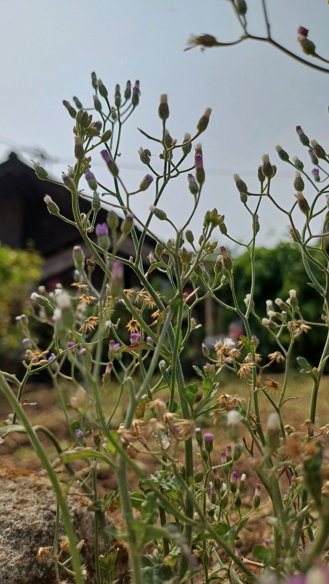 This close-up, eye-level photograph captures a cluster of delicate wildflowers with small purple and white buds against a blurred background. The foreground features a rough, greyish stone. The wildflowers have slender green stems and are arranged in a somewhat chaotic yet visually appealing manner. In the mid-ground, the environment transitions to dry, brown earth and more of the same wildflowers, some appearing dried and faded. Further back, the scene softens into a green, leafy foliage, and a dark-colored roofline of a simple structure is visible, suggesting it is an outdoor setting. The sky above is a pale, overcast grey. The image was taken in Wonokerso, Indonesia. There are no people or animals present in the image.