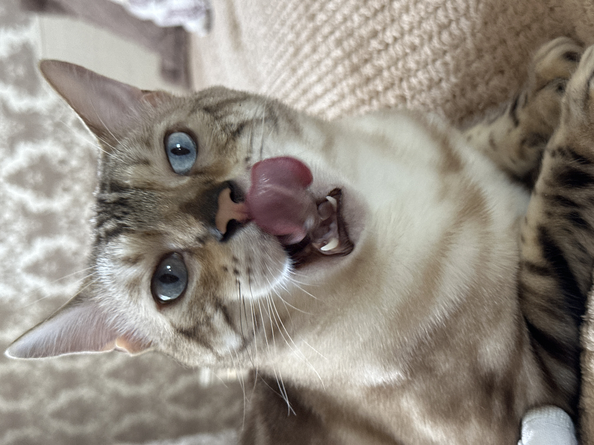 A close-up, eye-level shot shows a Bengal cat with striking blue eyes and a tongue extended as if licking its lips. The cat has distinctive spotted markings typical of its breed. The background is out of focus, appearing to be an indoor setting with a textured, light-brown surface, possibly a couch or blanket, and a patterned wall or curtain behind it. The lighting is soft, illuminating the cat's face and highlighting its fur. The image does not contain any identifiable elements that would indicate a specific location in Energetik, Russia.