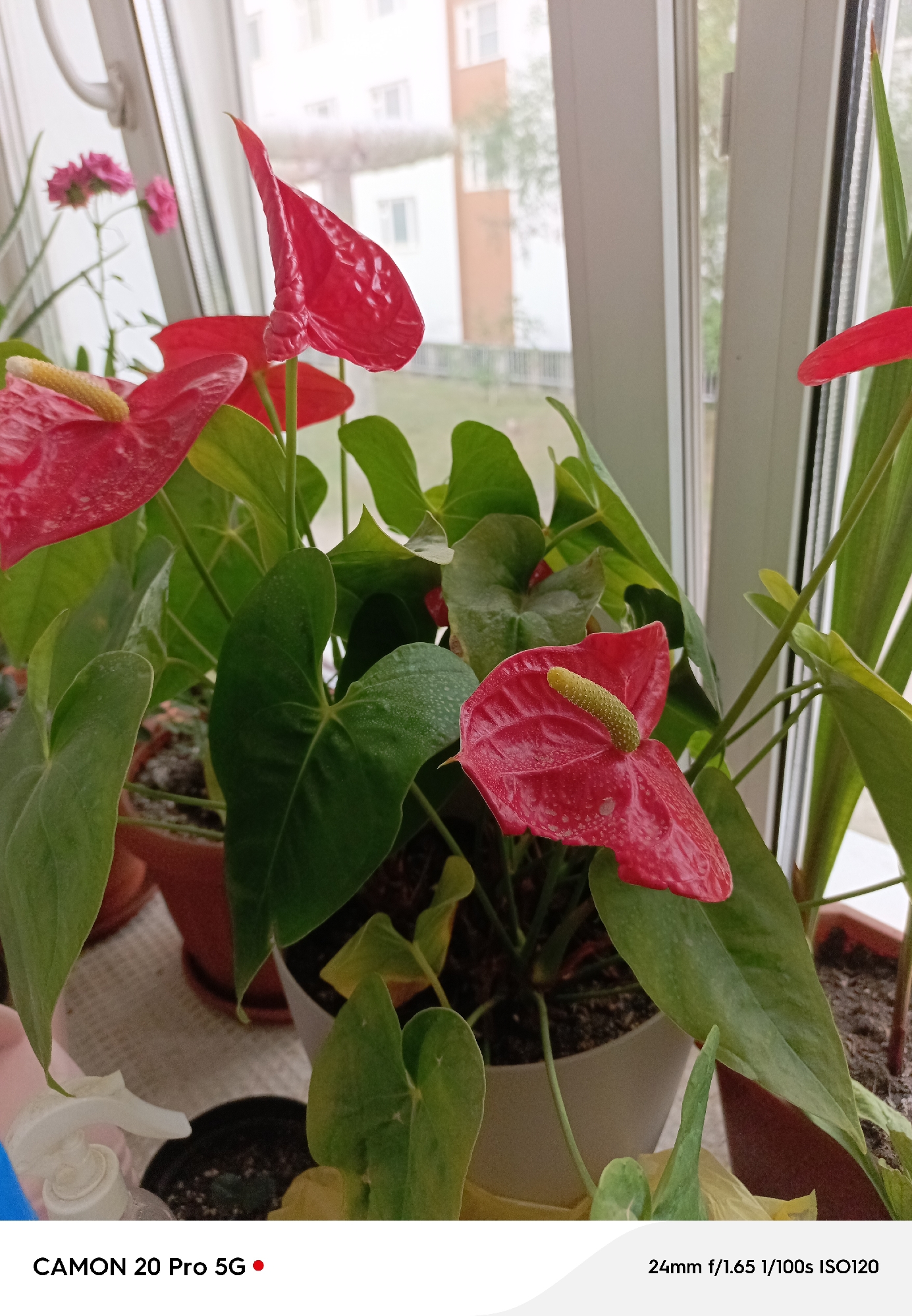 A close-up, vertical, eye-level shot showcases a potted anthurium plant with vibrant red spathes and green leaves, positioned on a windowsill. The plant's leaves are large and heart-shaped, with some showing water droplets, suggesting recent misting. The anthurium spathes are prominent, with a yellowish-green spadix. In the background, a window reveals a blurred urban scene of buildings and trees, characteristic of an outdoor environment, possibly in Yakutsk, Russia. The lighting suggests it is daytime, with natural light filtering through the window, creating soft highlights and shadows. A white spray bottle is partially visible in the lower left corner, indicating plant care activity. The bottom of the image includes branding and camera settings information: "CAMON 20 Pro 5G" and "24mm f/1.65 1/100s ISO120."
