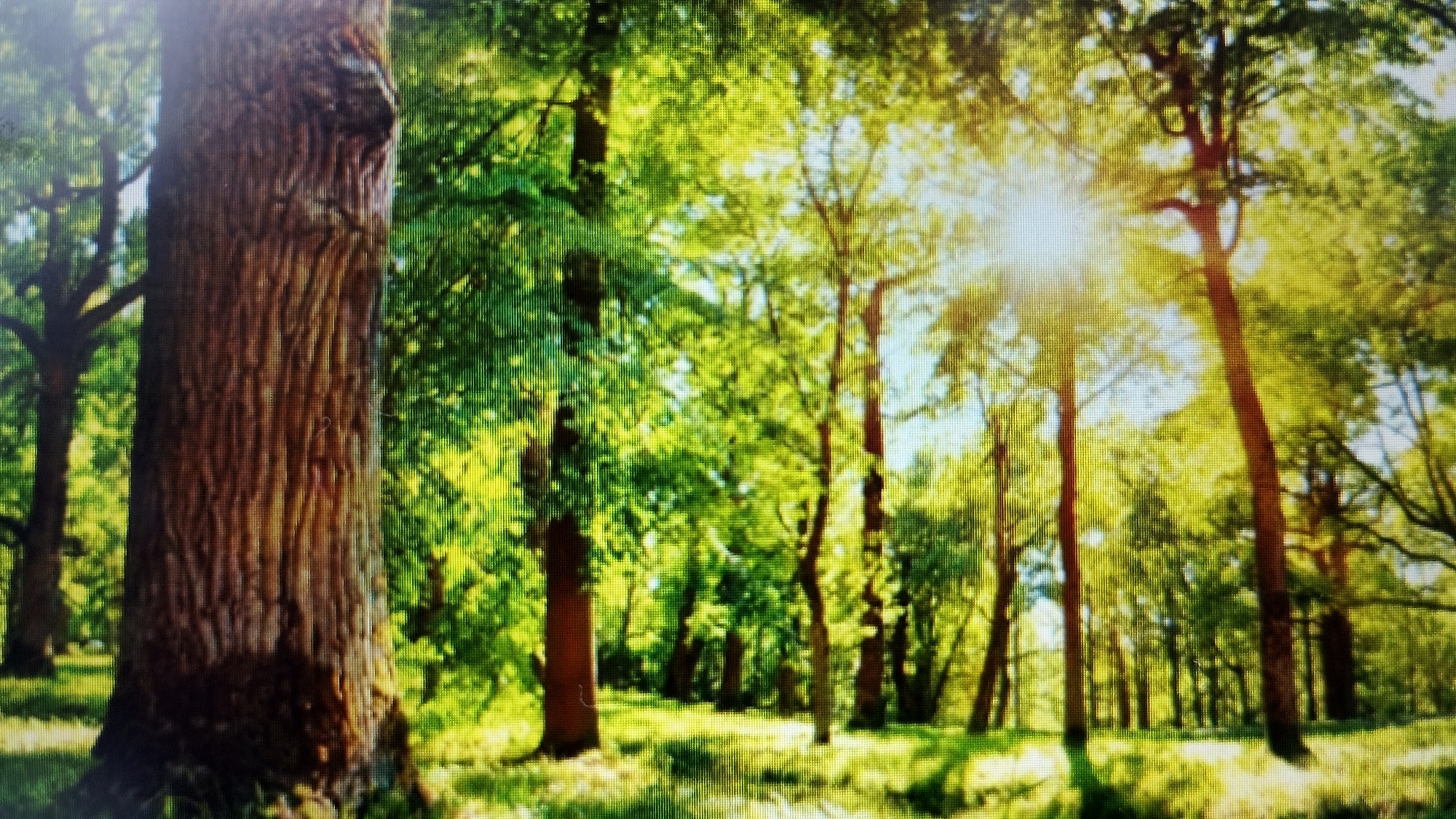The image depicts a sun-dappled forest scene with tall trees and lush green foliage. The sun's rays are filtering through the canopy, creating bright highlights and casting shadows on the forest floor, which is covered in grass. In the foreground, the trunk of a large, rough-barked tree dominates the left side of the frame. The trees in the background are less distinct, with sunlight illuminating their leaves. The scene suggests a natural outdoor environment. There are no people, animals, or man-made objects visible in the image. The image is a photograph of a forest, likely taken in a park or natural reserve. It is not possible to determine the specific location within Smolyan, Bulgaria, from this image alone.