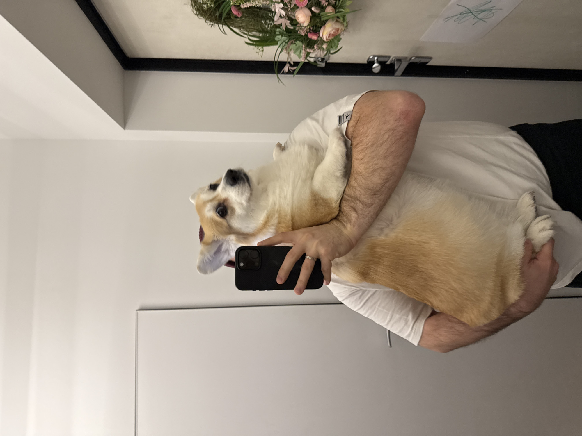 A sideways, mirror-reflected selfie captures a person holding a Corgi indoors. A male figure, seen from the chest up, wears a white t-shirt. His left hand, adorned with a wedding band, holds a dark-colored smartphone, obscuring his face as he takes the picture. He has hairy arms. Cradled in his arms is a Corgi dog with light brown and white fur, looking directly towards the camera with an alert expression.
The background, reflected in the mirror, shows plain white walls, suggesting an interior space. Above the person's head, a decorative floral arrangement with pink and green elements is visible. To the right of the floral piece, a piece of paper with green crayon scribbles, resembling a child's drawing, is affixed to a surface. Some chrome fixtures are also visible near the top right of the reflection. The lower part of the reflection shows a white panel, possibly a door or cabinet. The overall setting appears to be a well-lit room in Krasnoyarsk, Russia.