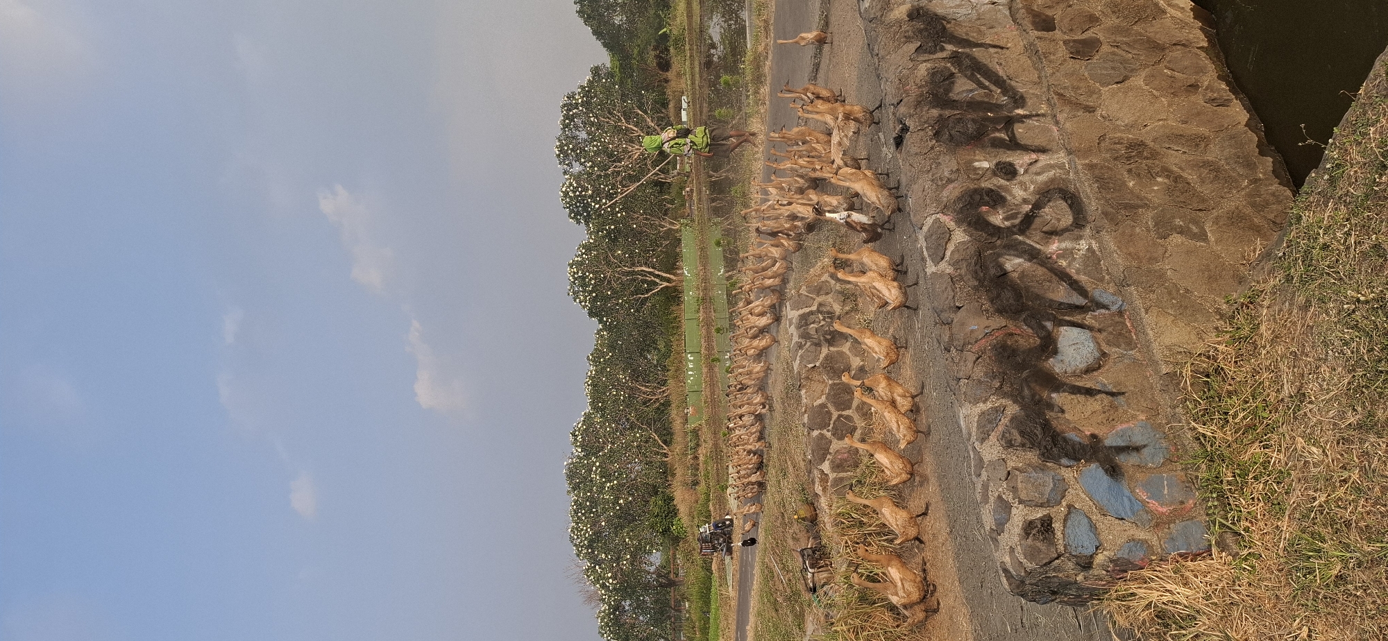 In Desa Ngesrep, Indonesia, a flock of brown ducks walks in a line on a stone-lined path next to a body of water. A person wearing a green hooded jacket and shorts walks behind the ducks, holding a long stick, appearing to herd them. In the background, a line of trees with white flowers creates a natural canopy, and beyond that, a blue sky with scattered clouds is visible. A small vehicle, possibly a motorcycle with a sidecar, is parked on a road to the left of the scene. The stone embankment in the foreground is adorned with black graffiti. The environment appears to be rural and natural, with dry grass and vegetation surrounding the path and water.