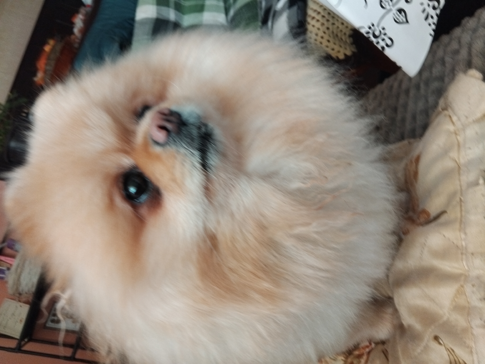 The image features a close-up shot of a Pomeranian dog with light beige fur and a black nose. The dog is looking at the camera with one visible, dark eye. The background is blurry and includes a mix of textures and patterns, suggesting a cluttered domestic environment. Visible in the background are a green and white plaid pattern, possibly a blanket or fabric, and a light-colored quilted cushion. The foreground contains a metal grid or cage-like structure. The location and city of Apriltsi, Bulgaria, cannot be determined from the visual information.