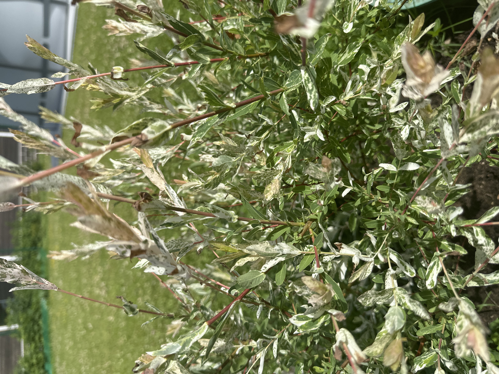 The image shows a close-up of a variegated shrub with green and white leaves and thin, reddish-brown stems. The shrub is outdoors, with a blurred green lawn and a building in the background. The lighting suggests a sunny day. There are no people or animals visible. The location is identified as Chernishnya, Russia, though no specific landmarks are identifiable within the frame to corroborate this.