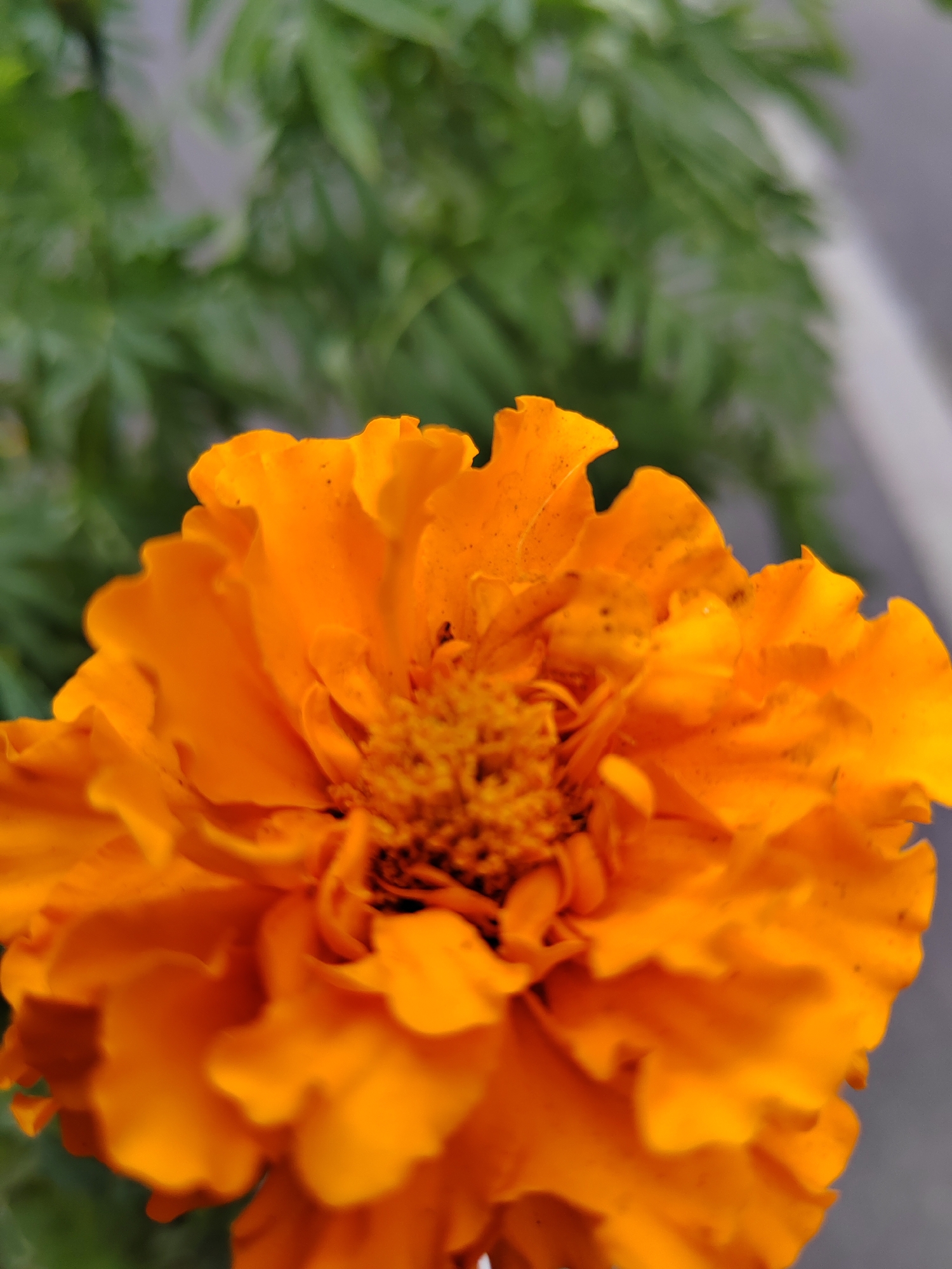 The image shows a close-up of a bright orange marigold flower in bloom. The petals are ruffled and layered, with a textured center. The background is blurred, with hints of green foliage and a greyish-white vertical element, possibly a wall or fence. The lighting suggests it is daytime. The image does not contain any information about the city of Kemerovo, Russia.