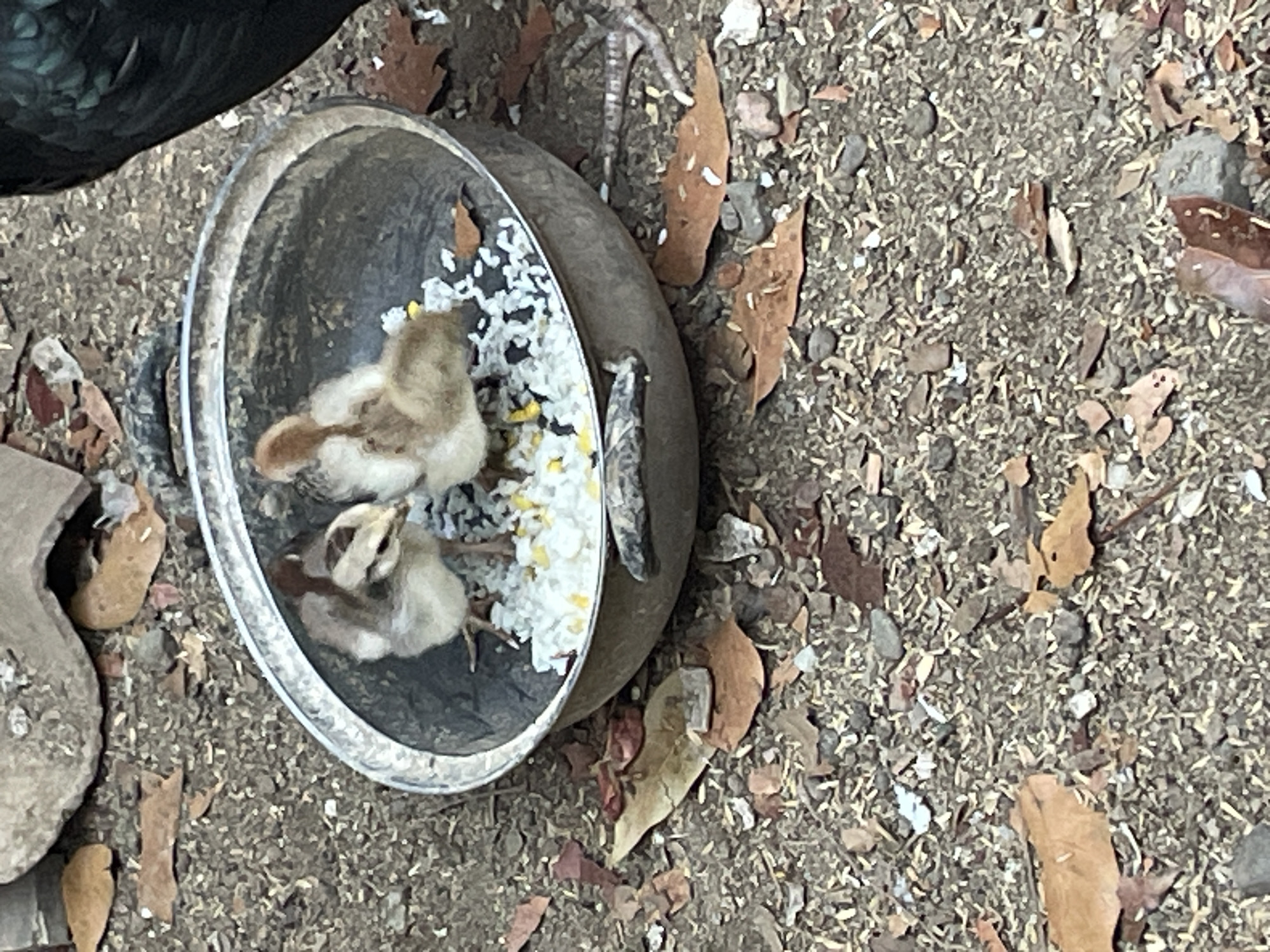 Two small, fluffy chicks are pecking at a shallow metal bowl filled with white rice and yellow corn kernels. The bowl is situated on the ground, which is covered in dirt, small stones, and scattered dry leaves. A portion of a dark, feathered creature, likely an adult bird, is visible in the upper right corner of the frame. The setting appears to be outdoors, possibly in a yard or rural area. The image was taken in Sucenjurutengah, Indonesia.