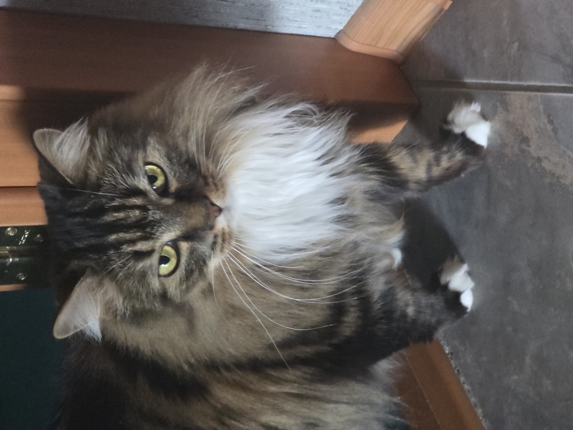 A long-haired tabby cat with green eyes stands on a gray tiled floor in front of a wooden doorway. The cat has white fur around its neck and white paws. The background is composed of a dark green wall and a wooden cabinet. The image was taken indoors, likely in a residential setting. There is no information to determine the location in the city of Omsk, Russia.