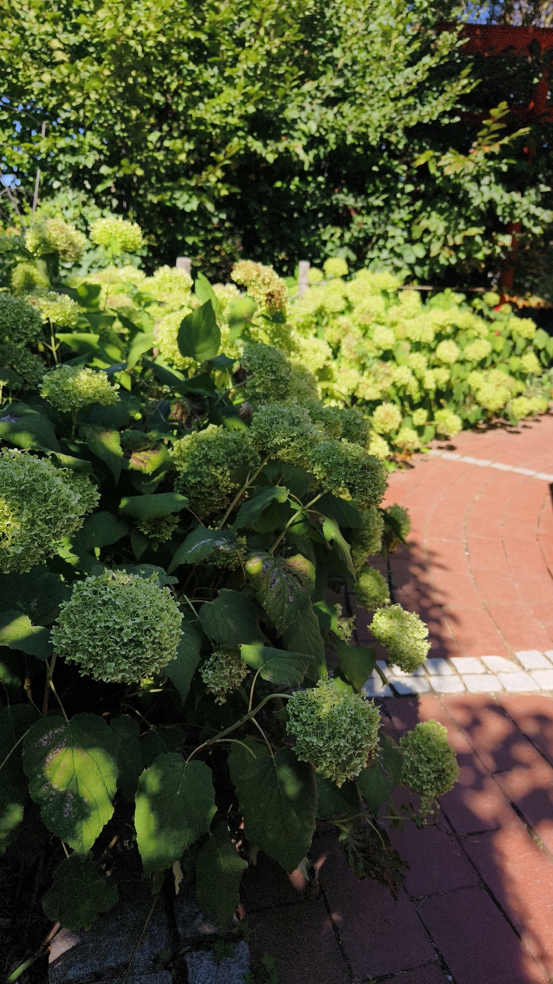 The image shows a garden scene in Langenlois, Austria, featuring a large hydrangea bush with numerous green, spherical flower heads. The bush is in the foreground, with its large, dark green leaves casting shadows on the ground and the brick pathway. The pathway is made of red bricks and runs diagonally from the bottom right to the middle right of the frame. Behind the hydrangea, in the background, more hydrangea bushes with lighter green flowers are visible, extending towards the right. Further behind these, a dense line of lush green trees forms a natural backdrop. The scene is bathed in sunlight, creating strong contrasts between illuminated areas and shadows, indicating it is likely daytime. There are no people or animals present in the image. The overall impression is one of a well-maintained garden on a sunny day.