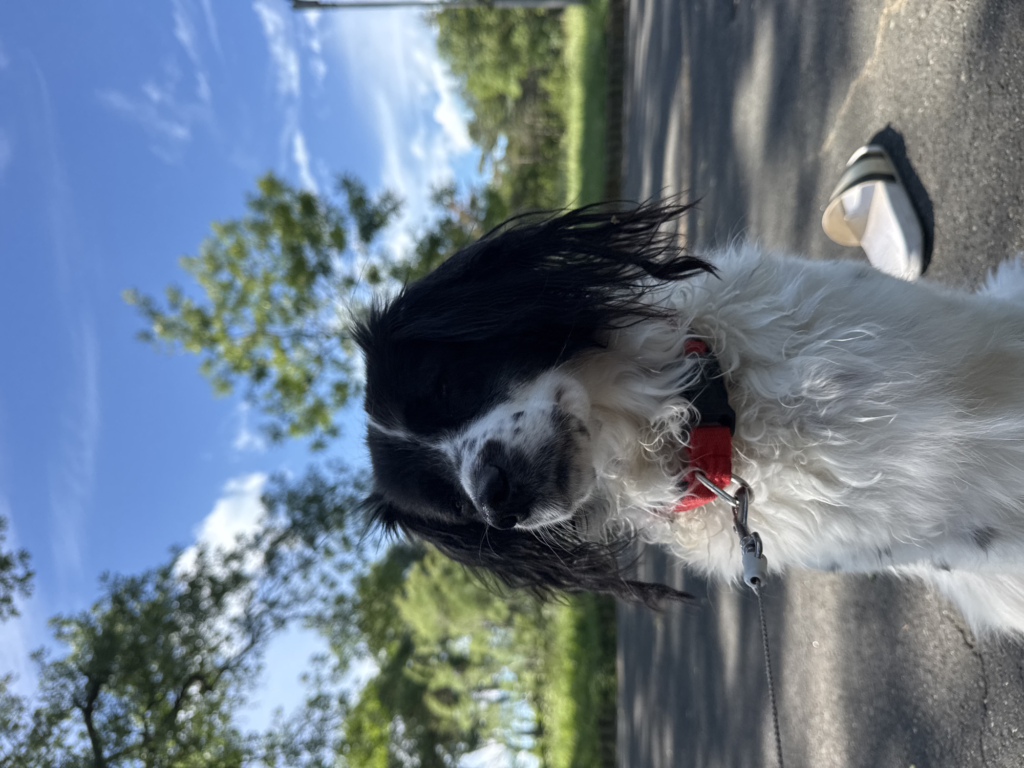 A medium-length shot of a black and white dog standing on asphalt. The dog has a red collar and a leash attached. The background includes a blue sky with clouds, green trees, and a hint of a road. A person wearing white sandal is next to the dog. The location is likely outdoors. The image has been rotated.