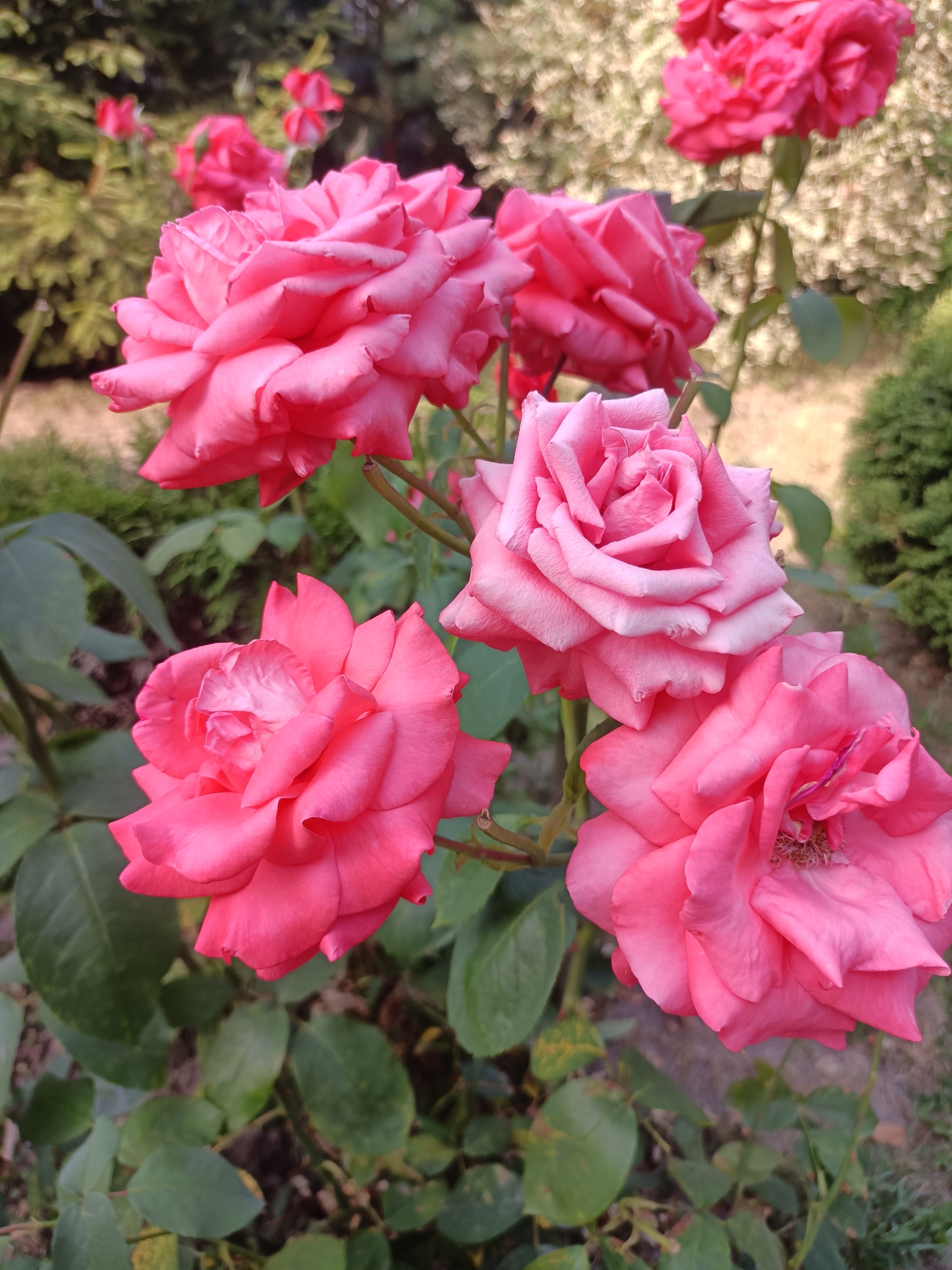 The image shows a cluster of bright pink roses in bloom, with some petals slightly unfurling. The roses are arranged on a branch with green leaves. The background is softly blurred, with hints of greenery from trees and bushes, suggesting an outdoor garden setting. The scene is likely located in the city of Horokhiv, Ukraine, given the context. There are no people visible in the image.