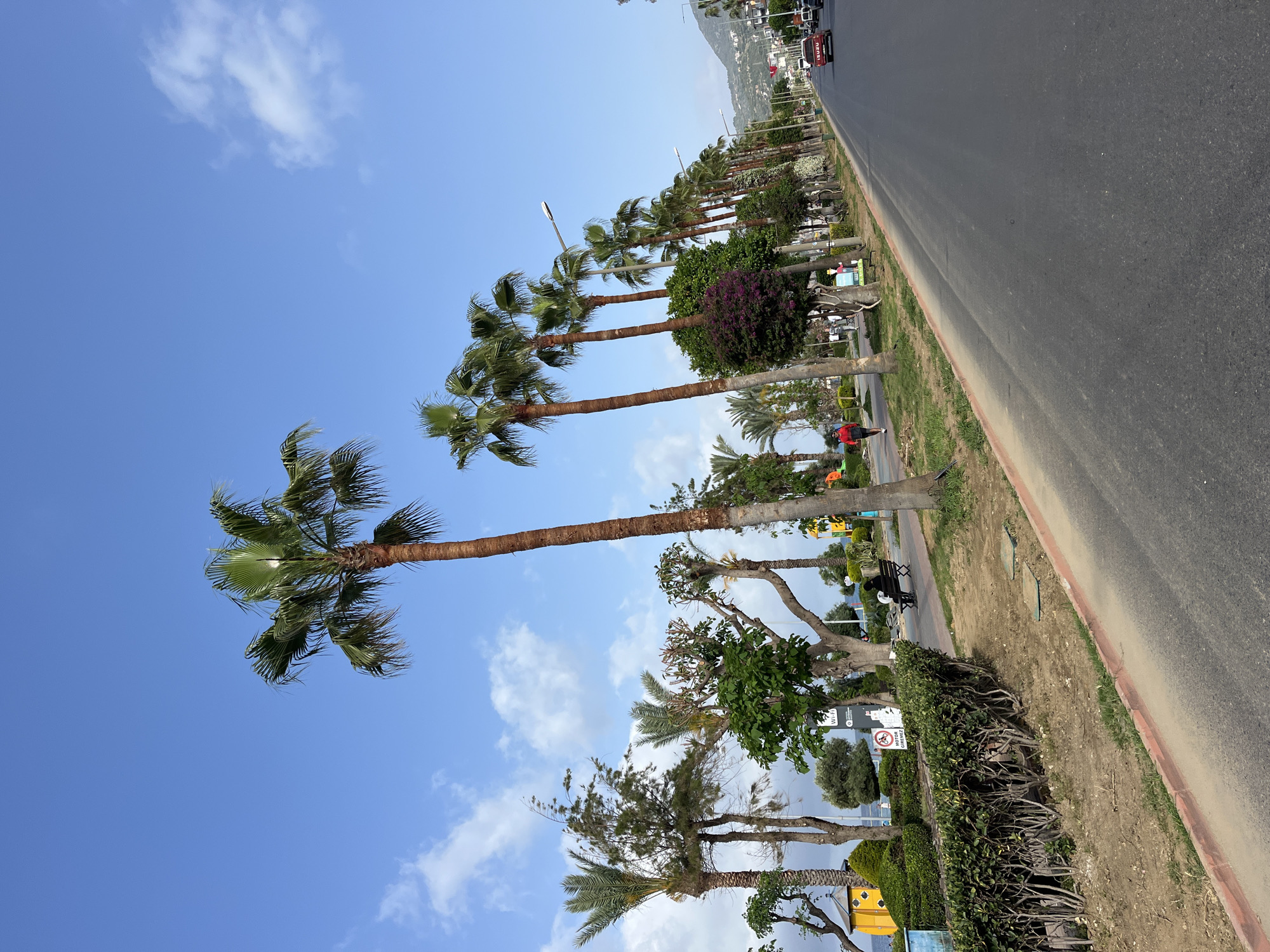 The image depicts a view along a road lined with palm trees, likely in Alanya, Turkey. The road is asphalt with a red curb. There are pedestrians and vehicles visible. The sky is blue with scattered clouds. Vegetation is growing on the side of the road.