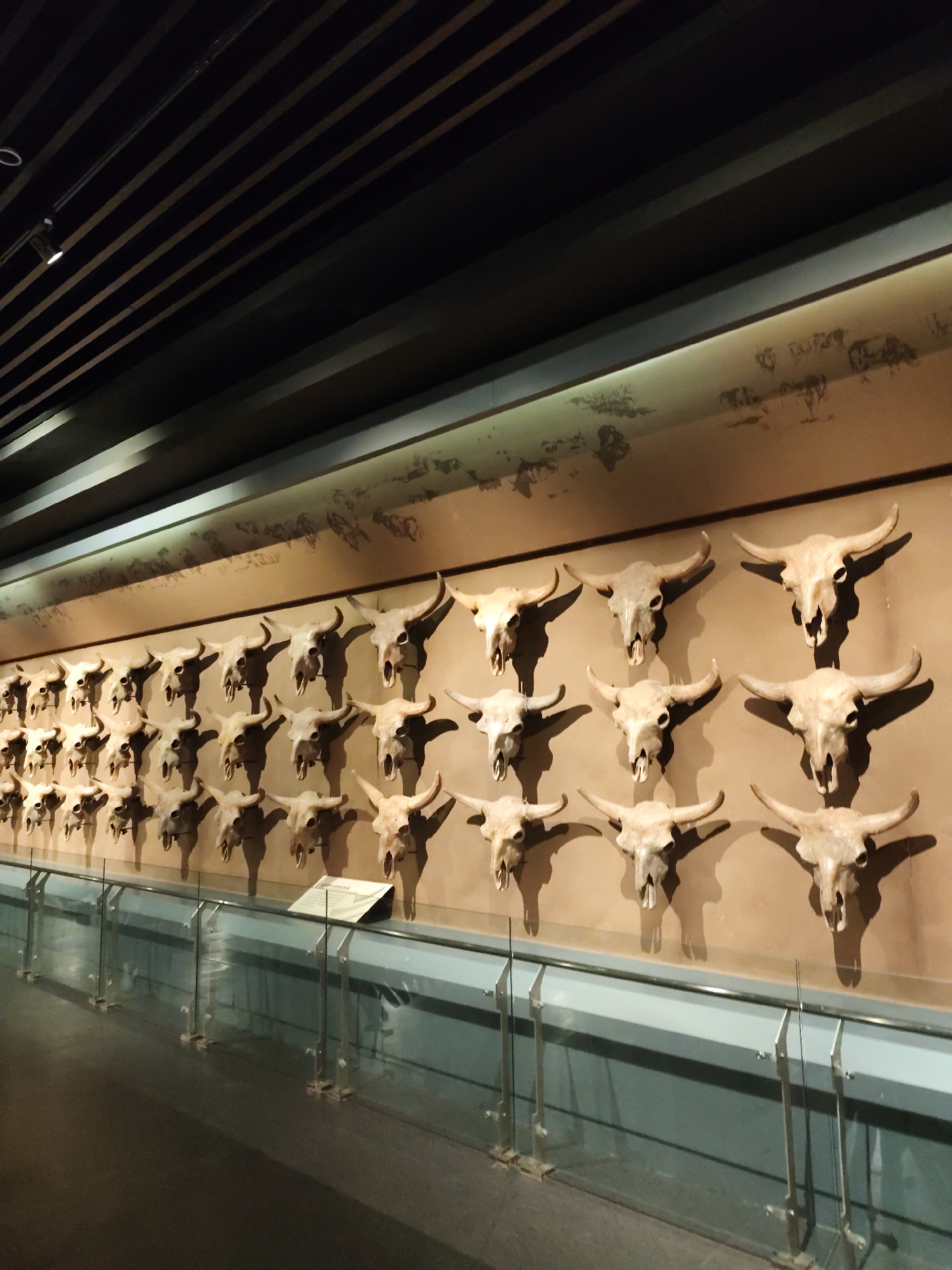 The image depicts a display of numerous bull skulls mounted on a textured, reddish-brown wall. The skulls are arranged in neat rows and columns, with their horns pointing outwards. The wall itself has faint, dark markings that resemble ancient cave paintings. Above the wall, a dark, slatted ceiling is visible, with some lighting fixtures. In the foreground, a transparent glass barrier runs along the display, separating it from the viewer. The floor in front of the barrier appears to be dark and polished. The overall impression is of a museum exhibit, likely showcasing historical or archaeological artifacts. The location is identified as the Museum of the Dragon King City, Longfeng District, China.