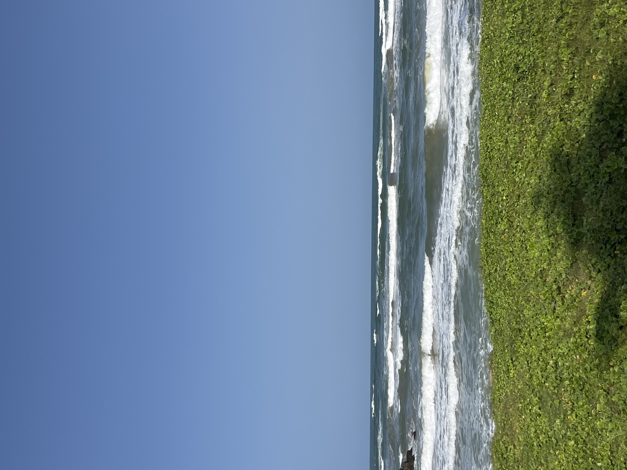 The image shows a bright, sunny day at a beach in Moratuwa, Sri Lanka. A clear, bright blue sky occupies the upper half of the frame. Below the sky, the ocean stretches across the middle of the image, with multiple rows of white-capped waves rolling towards the shore. The water appears a deep, dark green-blue. In the foreground, a dense carpet of vibrant green low-lying vegetation covers the land. The vegetation is lush and appears to be growing on a slight incline leading down towards the beach. Shadows of unseen objects are cast on the green ground from the right side of the frame. There are no people or animals visible in the scene. The overall impression is a serene and natural coastal landscape.