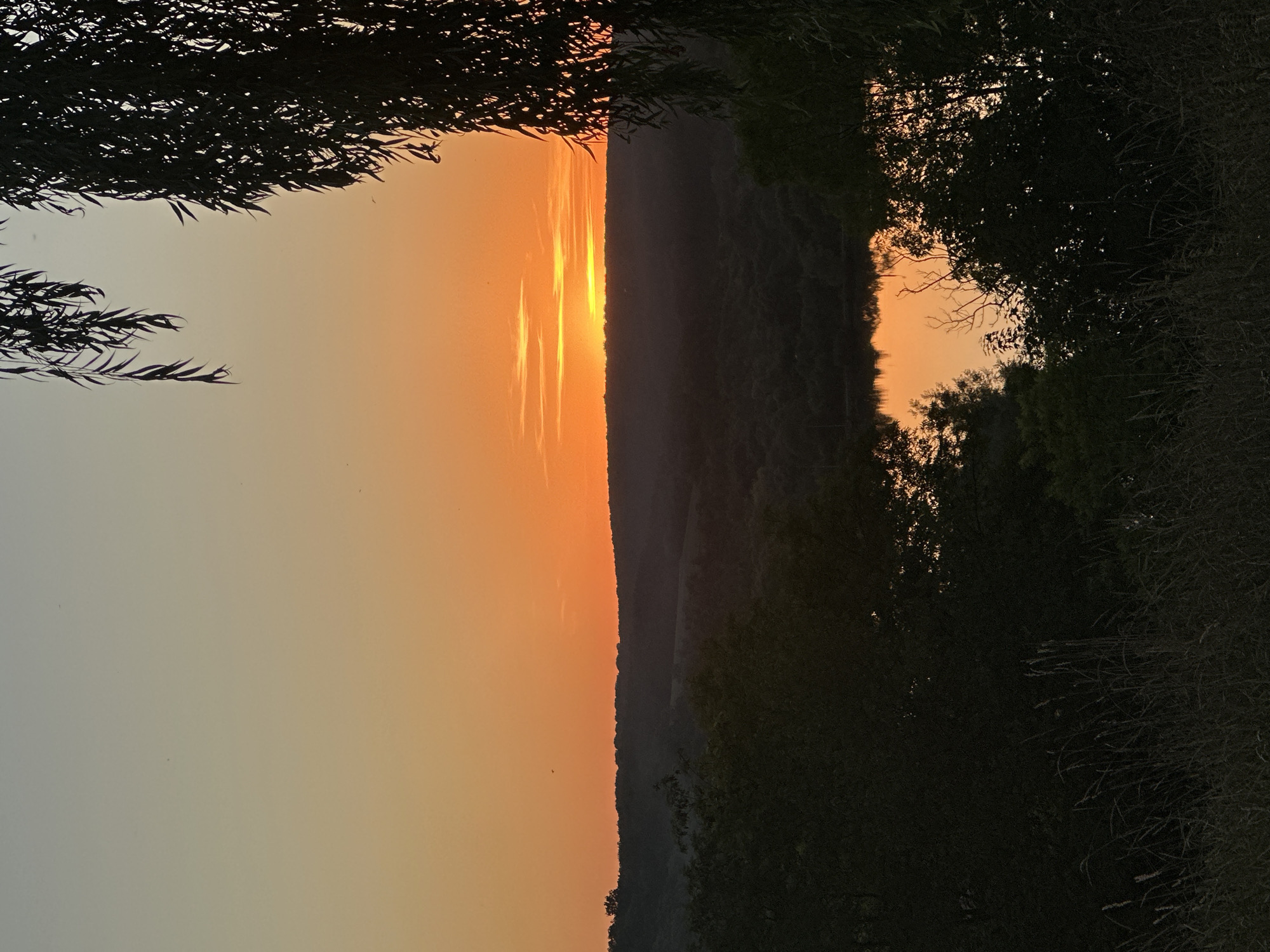 The image depicts a silhouetted sunset over a rural landscape, likely in or near Makiv, Ukraine. A prominent weeping willow tree with long, slender branches frames the right side of the scene, its dark foliage contrasting with the vibrant orange and yellow hues of the sunset. The sky transitions from a pale yellow at the horizon to a soft blue at the top, with thin clouds streaking across the upper portion. Below the sky, a dark, rolling landscape of trees and hills stretches across the mid-ground. A body of water, possibly a river or lake, is visible in the lower portion of the landscape, reflecting the warm colors of the sunset. In the foreground, tall grasses and other vegetation are silhouetted against the fading light. The overall impression is one of tranquility and natural beauty during twilight. No people or specific landmarks of Makiv are identifiable in this image.